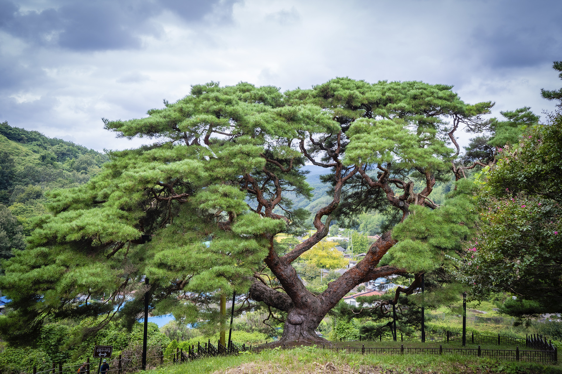 의령군 성황리 소나무