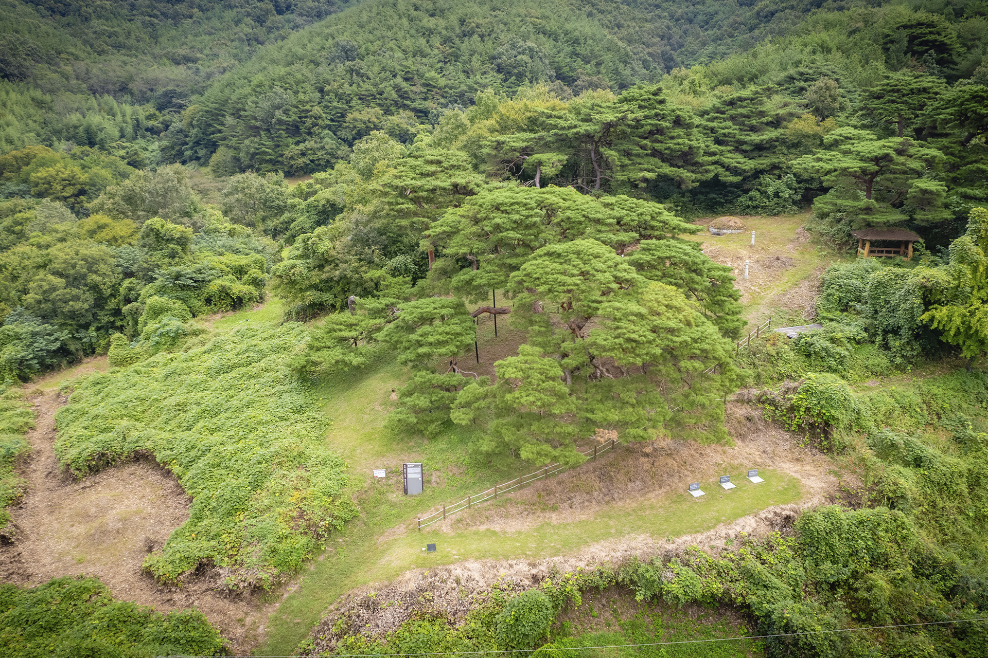 의령군 성황리 소나무