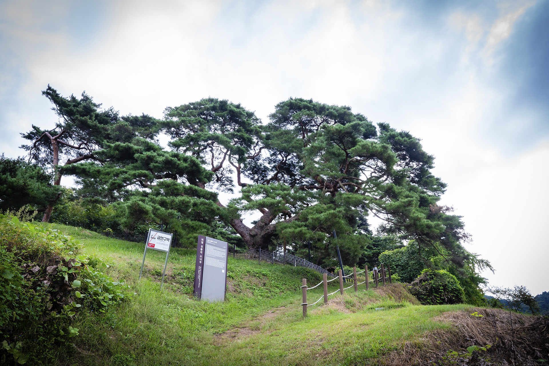 의령군 성황리 소나무