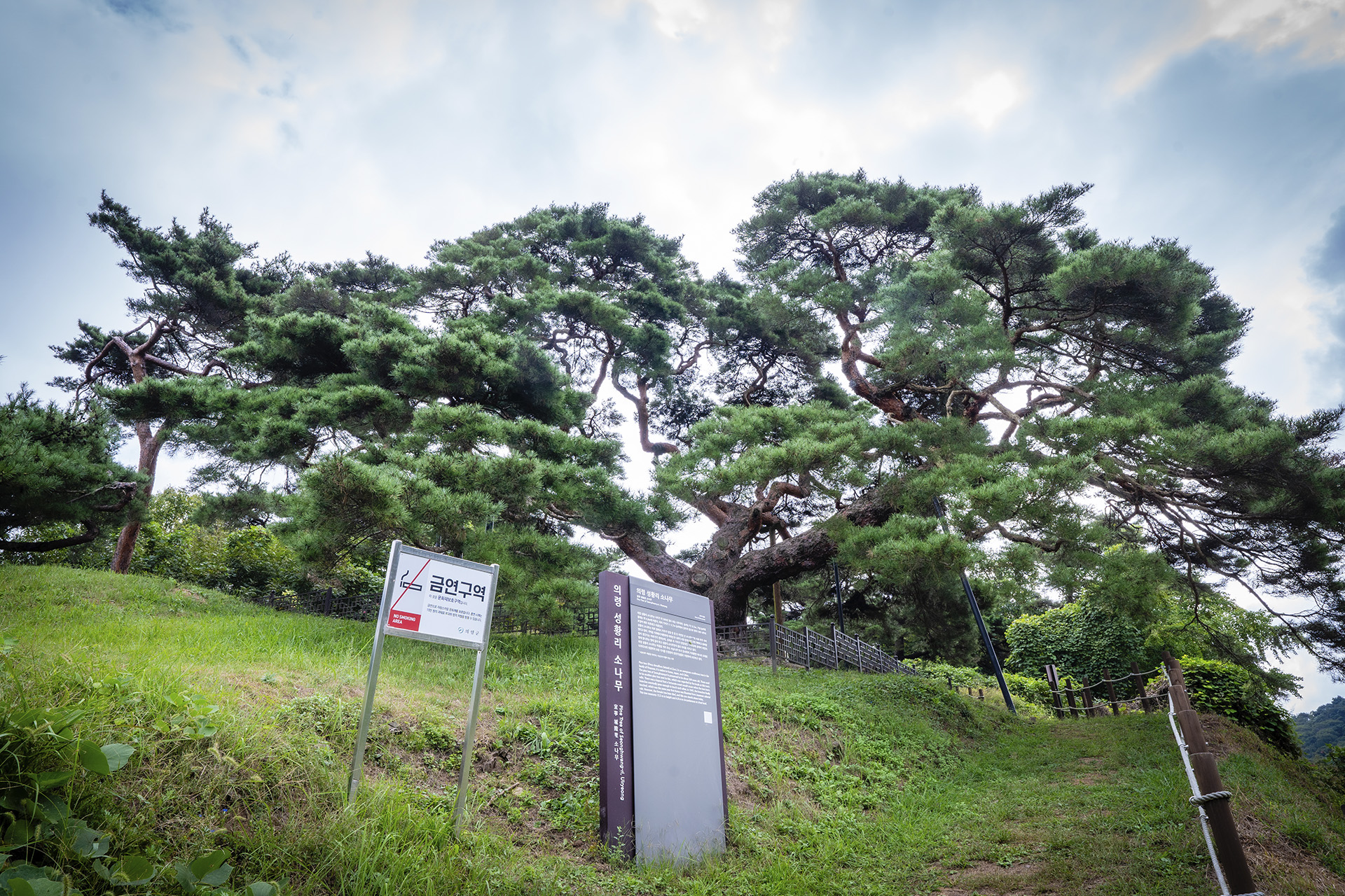 의령군 성황리 소나무