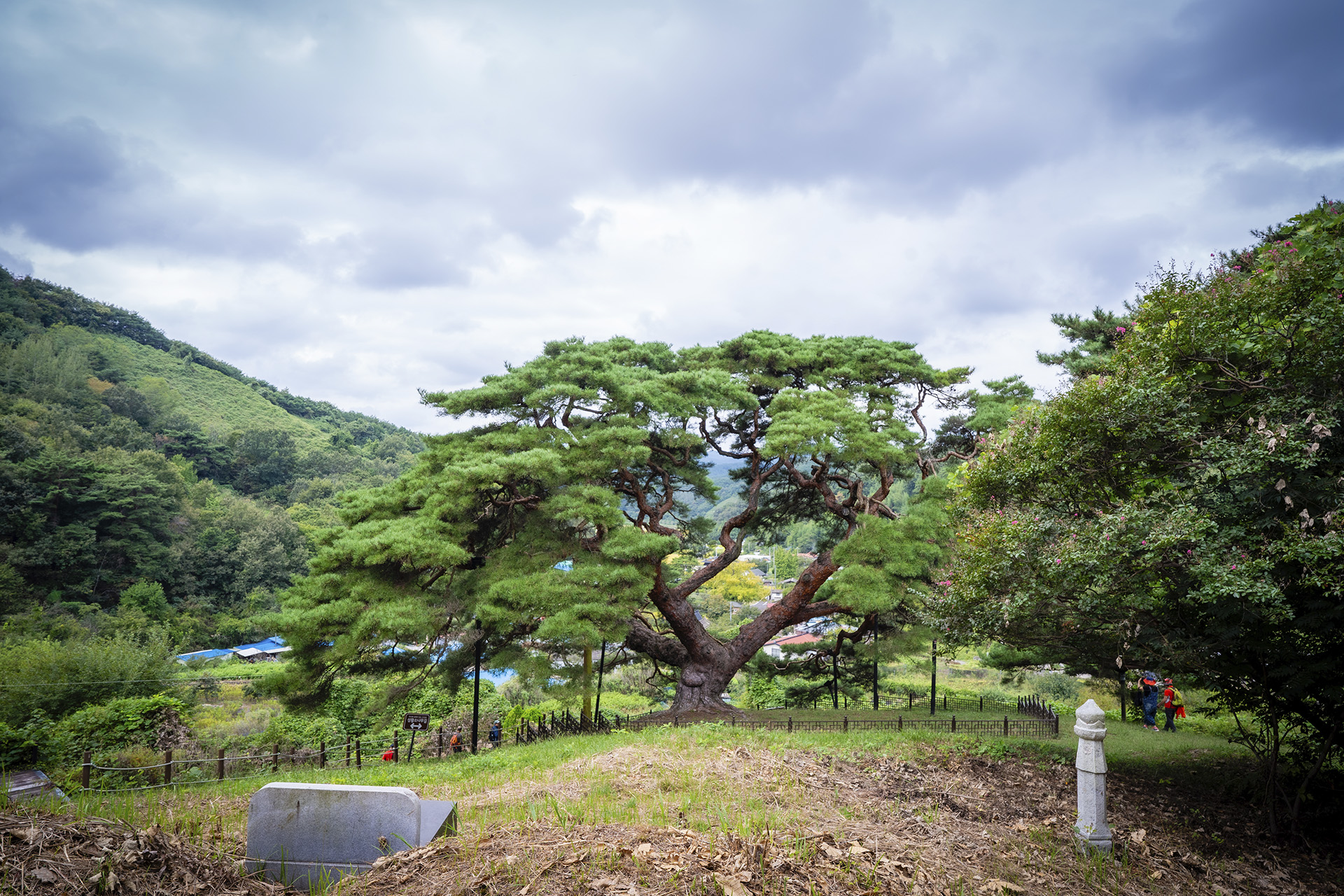 의령군 성황리 소나무