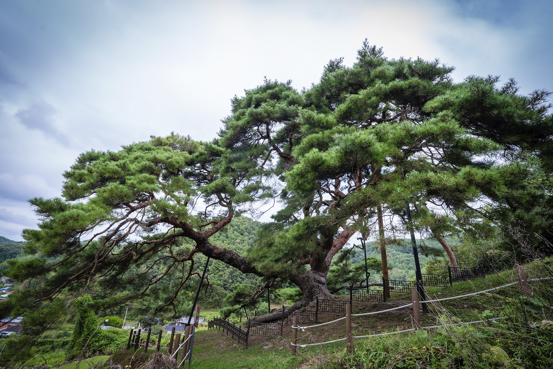 의령군 성황리 소나무