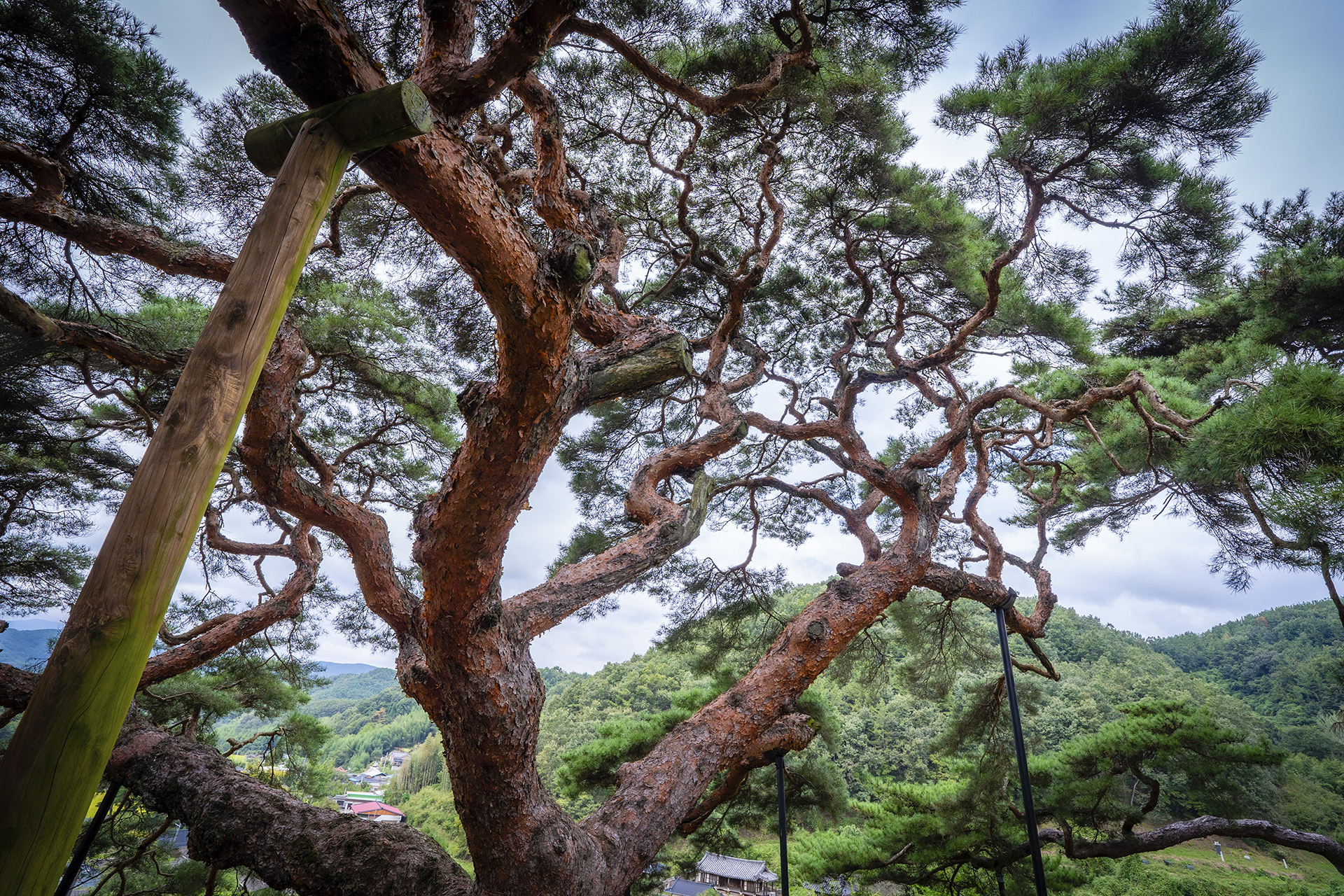 의령군 성황리 소나무