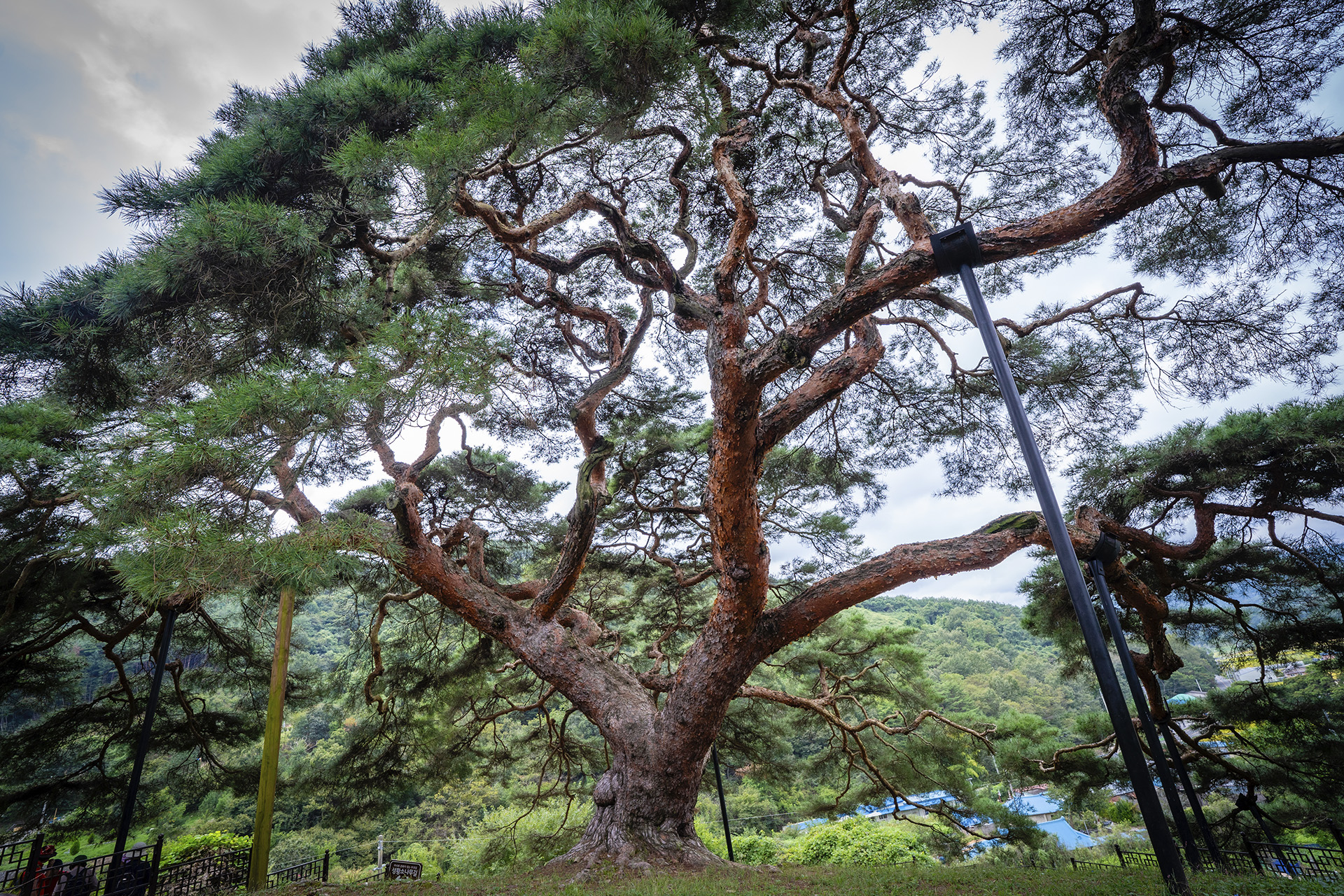 의령군 성황리 소나무