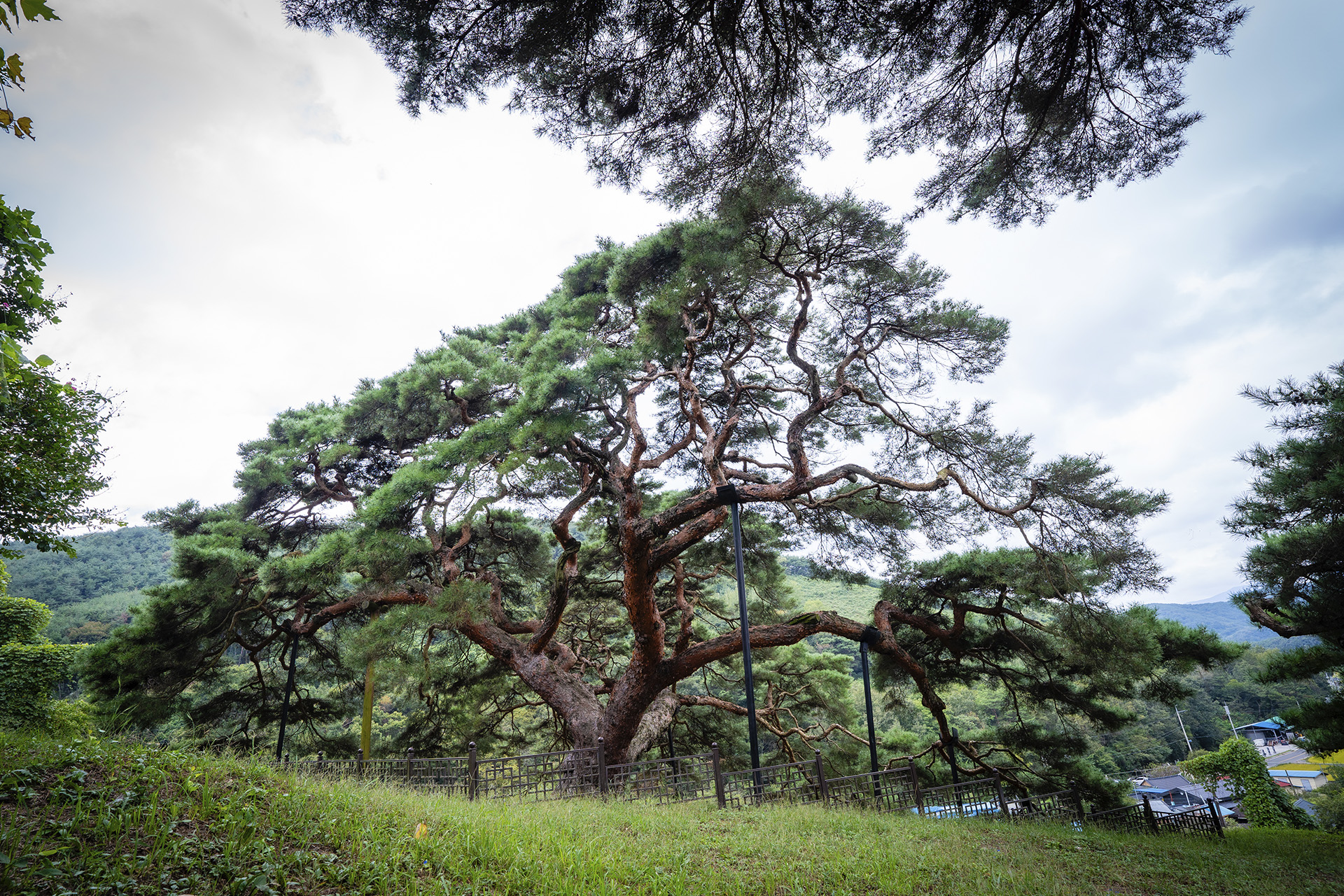 의령군 성황리 소나무