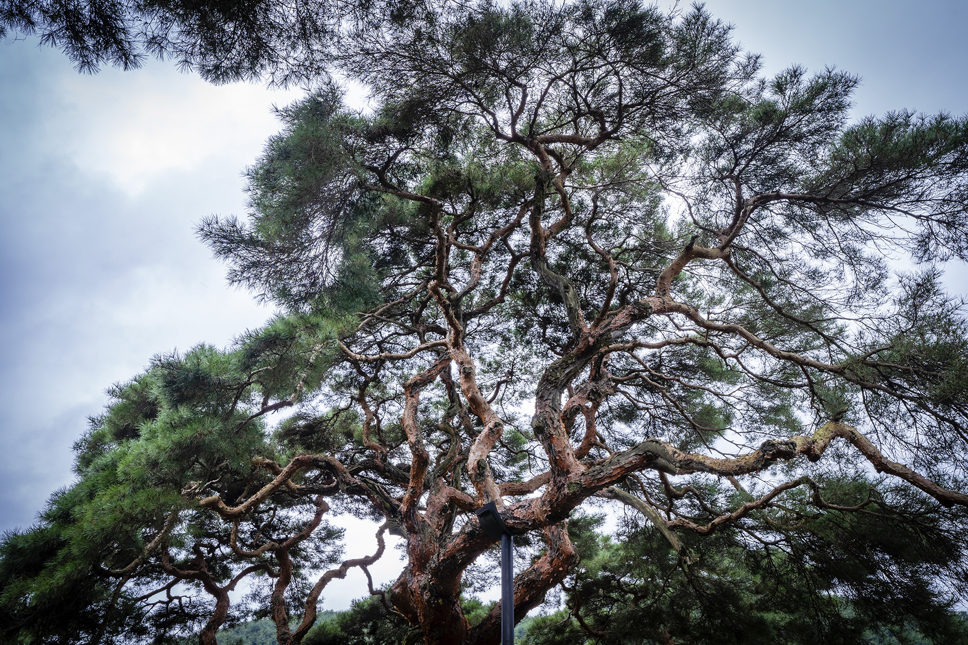의령군 성황리 소나무