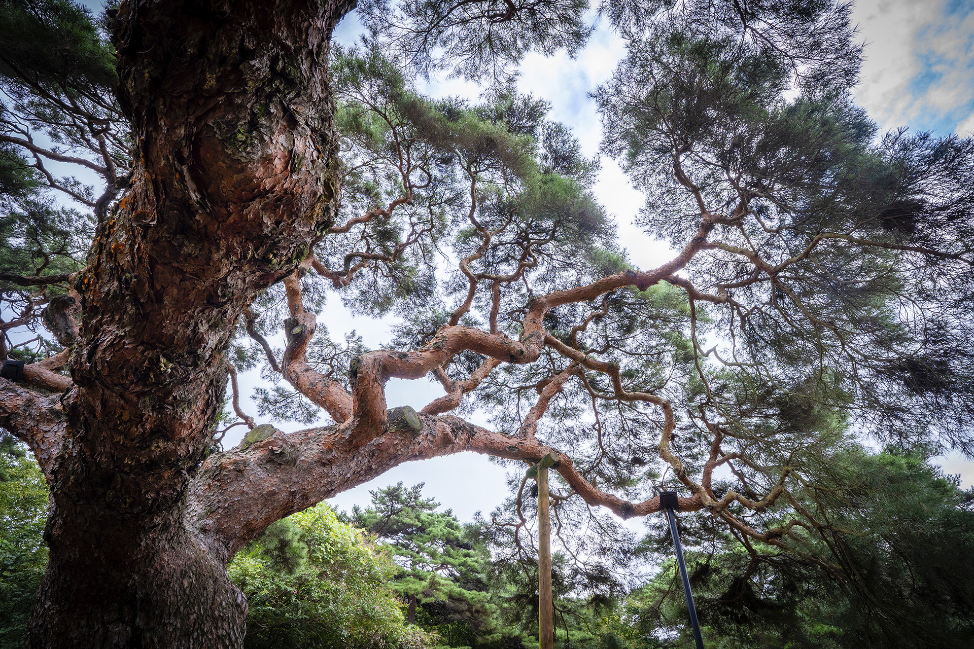 의령군 성황리 소나무