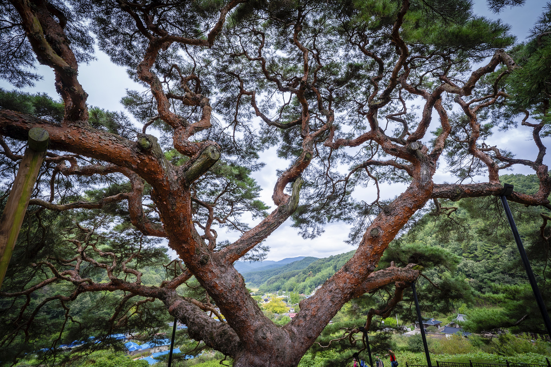 의령군 성황리 소나무