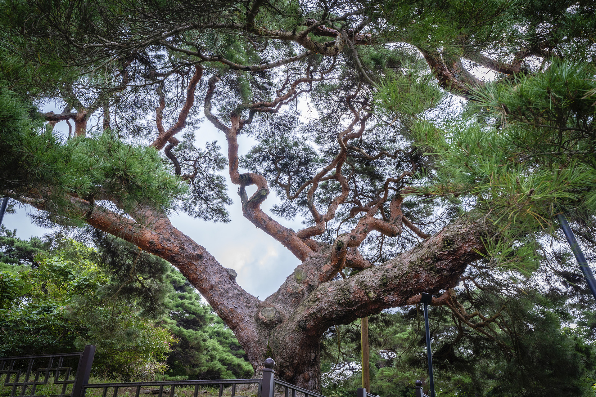 의령군 성황리 소나무