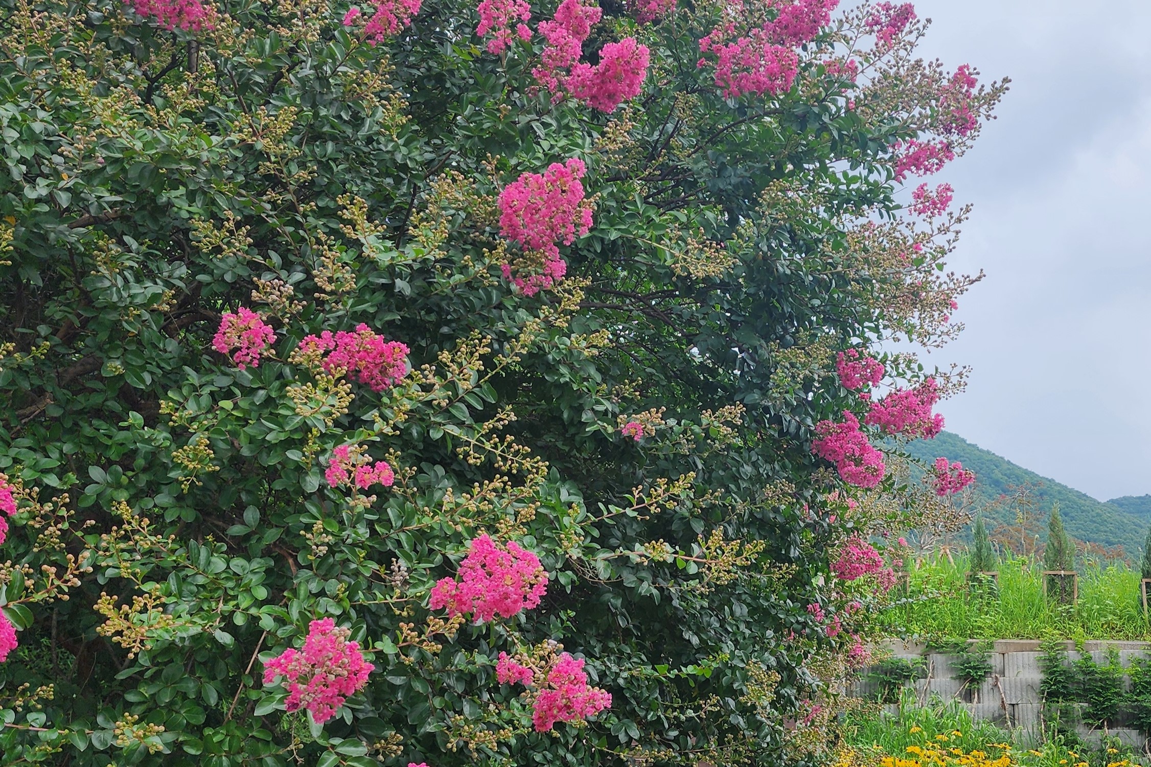 고려동과 퇴계선생길