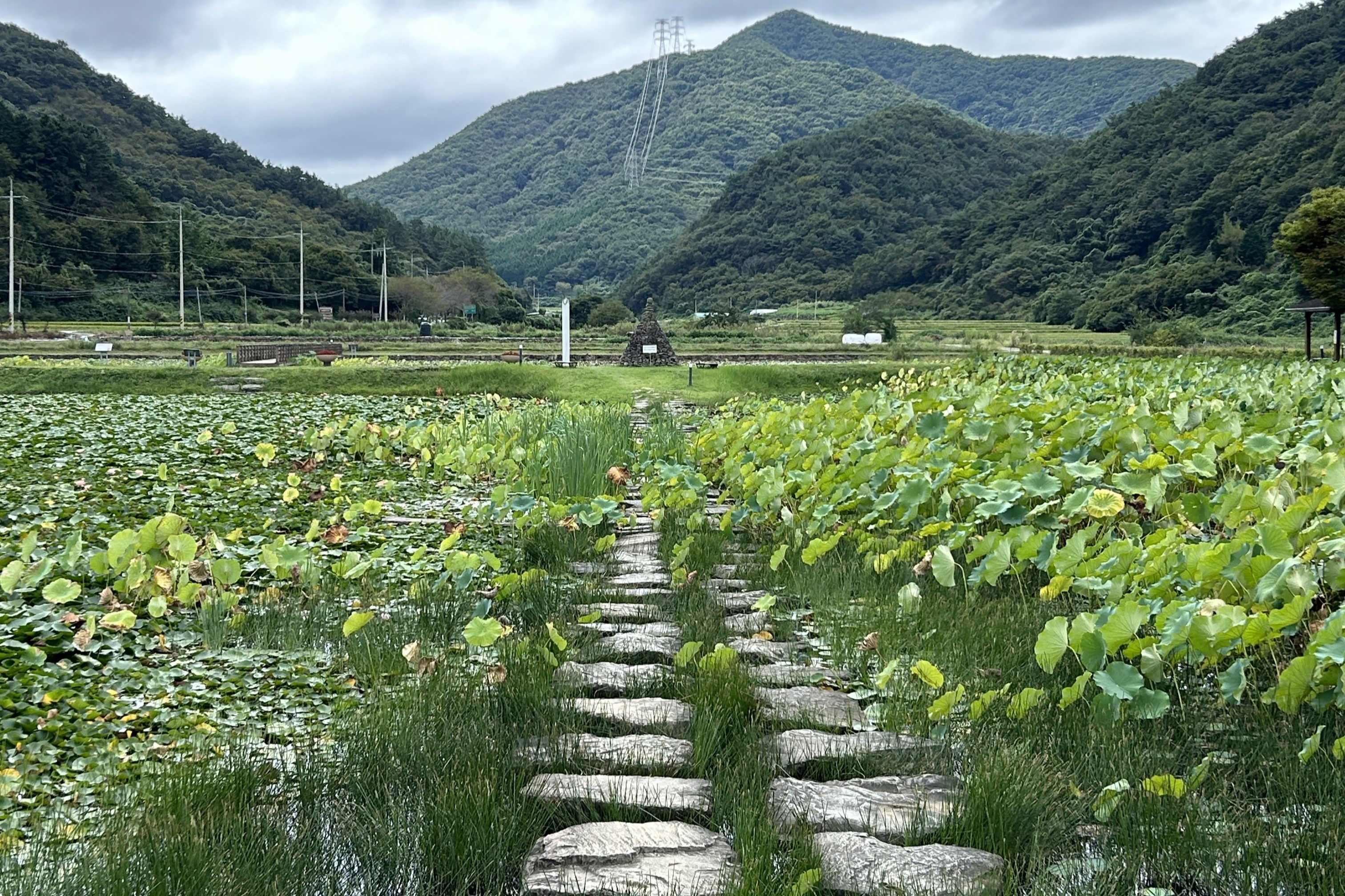 상리연꽃공원리연꽃공원