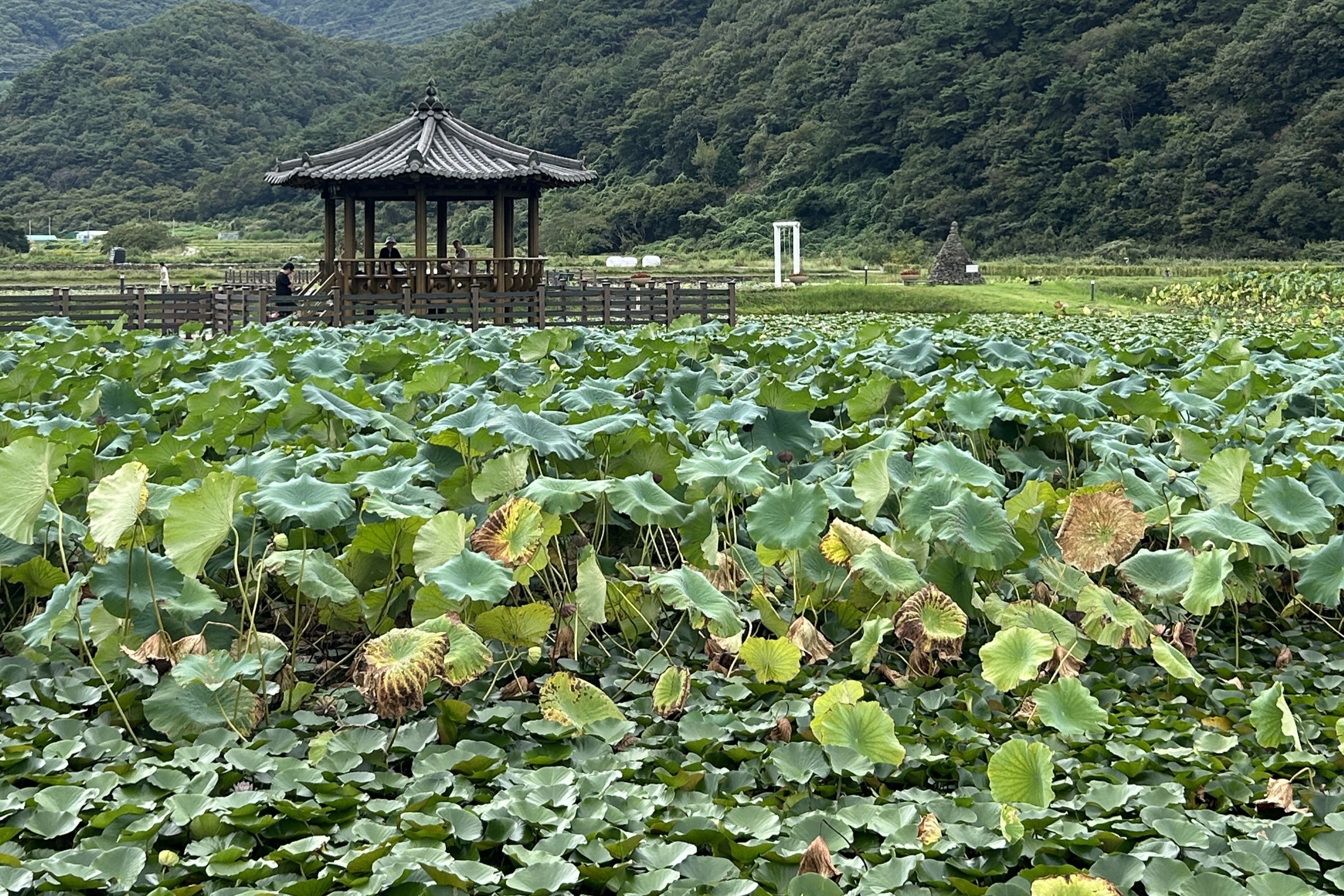 상리연꽃공원리연꽃공원