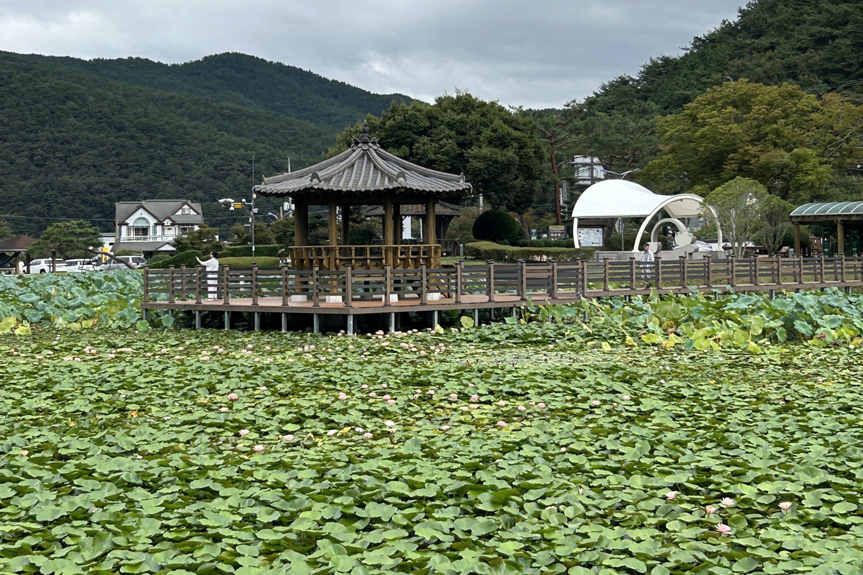 상리연꽃공원리연꽃공원