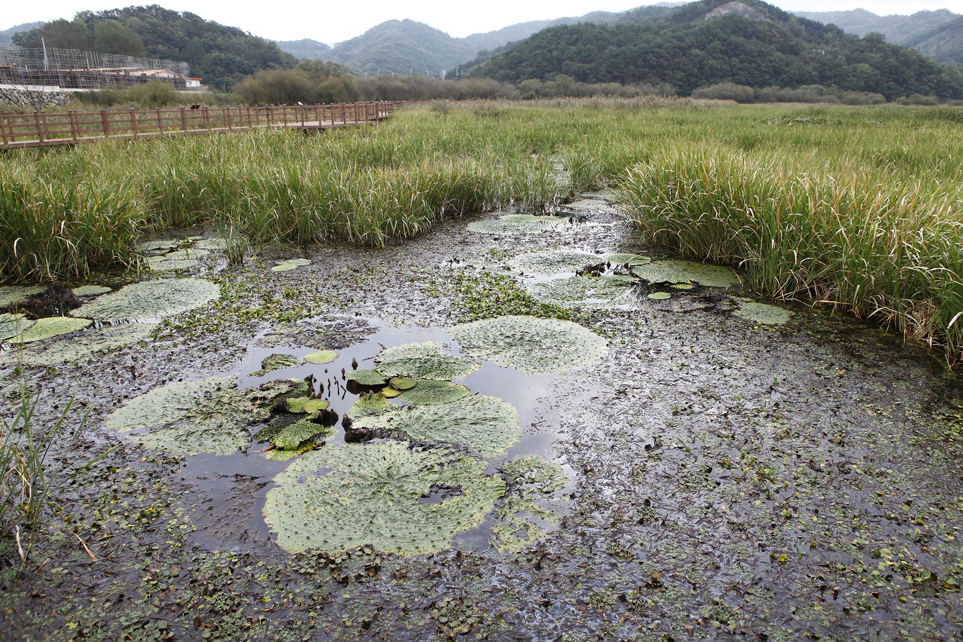 정양늪생태공원 