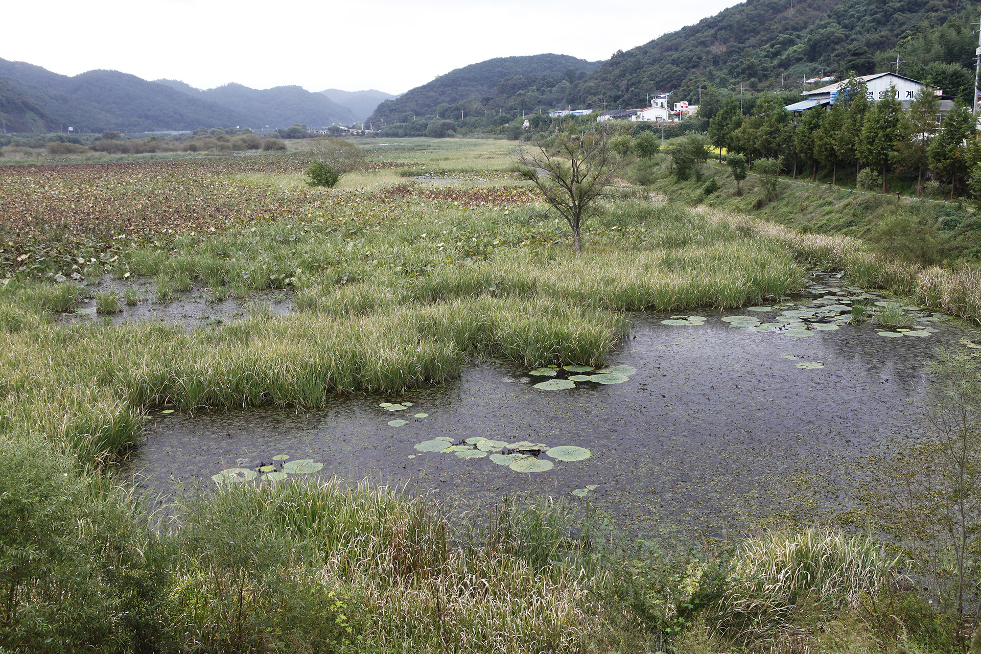 정양늪생태공원 