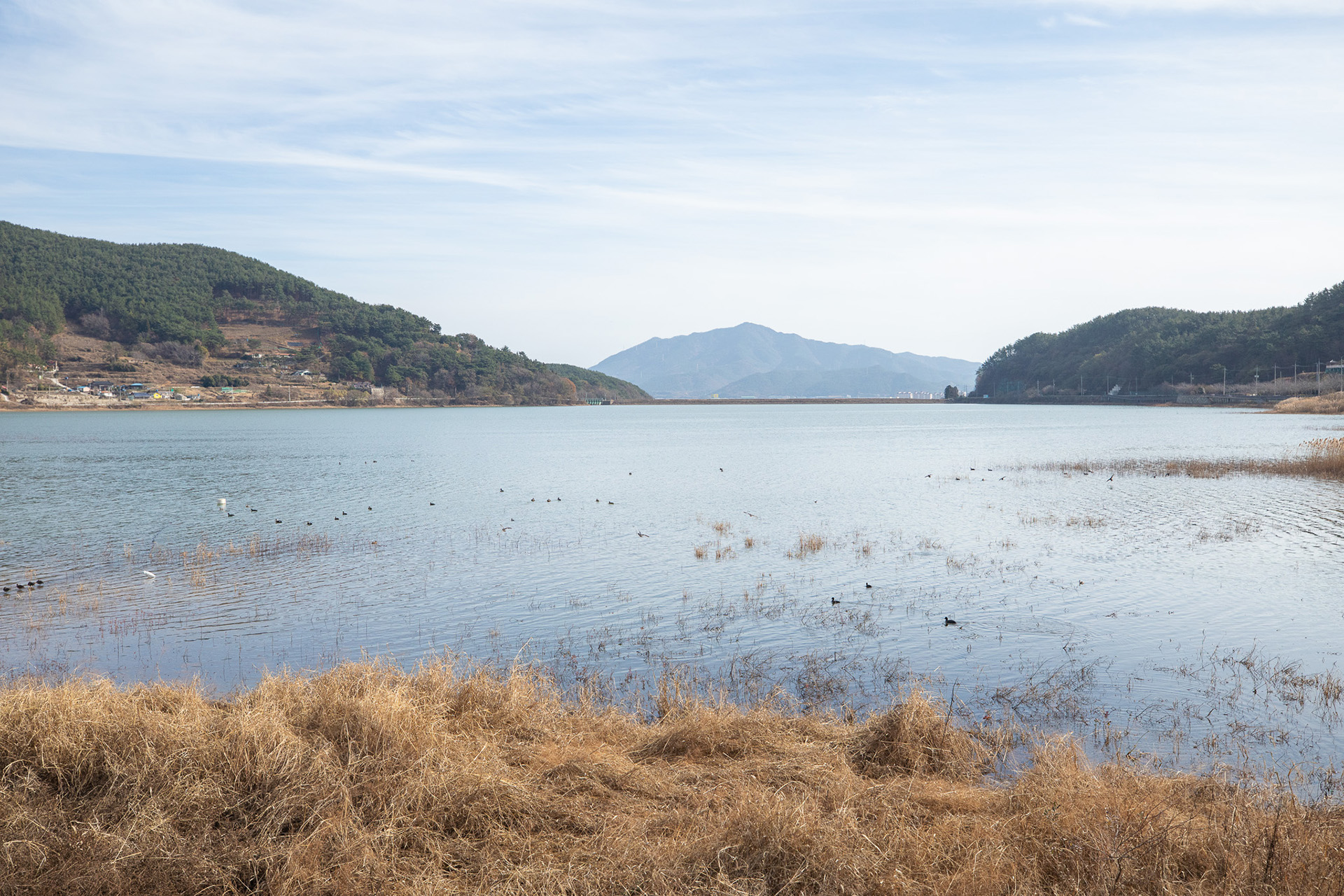대가저수지연꽃테마공원