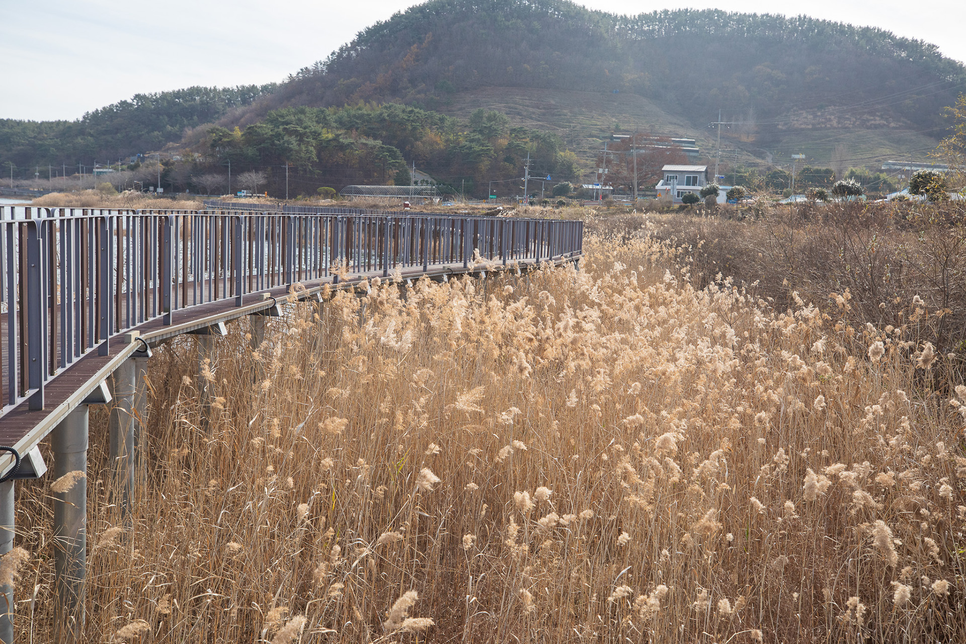대가저수지연꽃테마공원