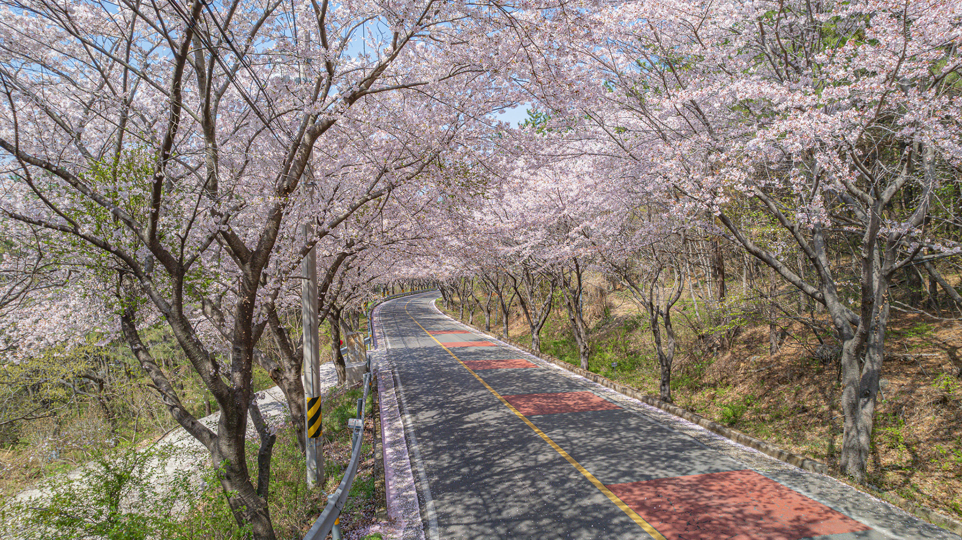월아산 질매재 벚꽃길