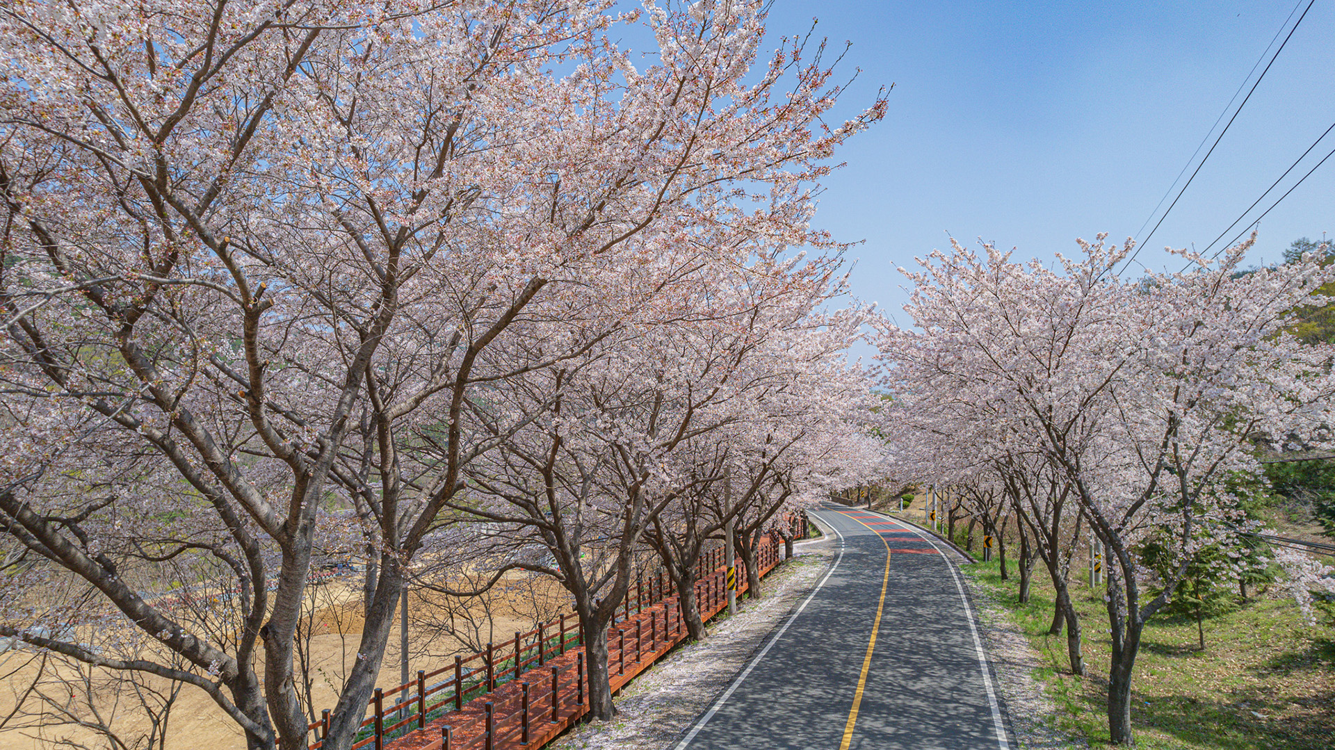 월아산 질매재 벚꽃길