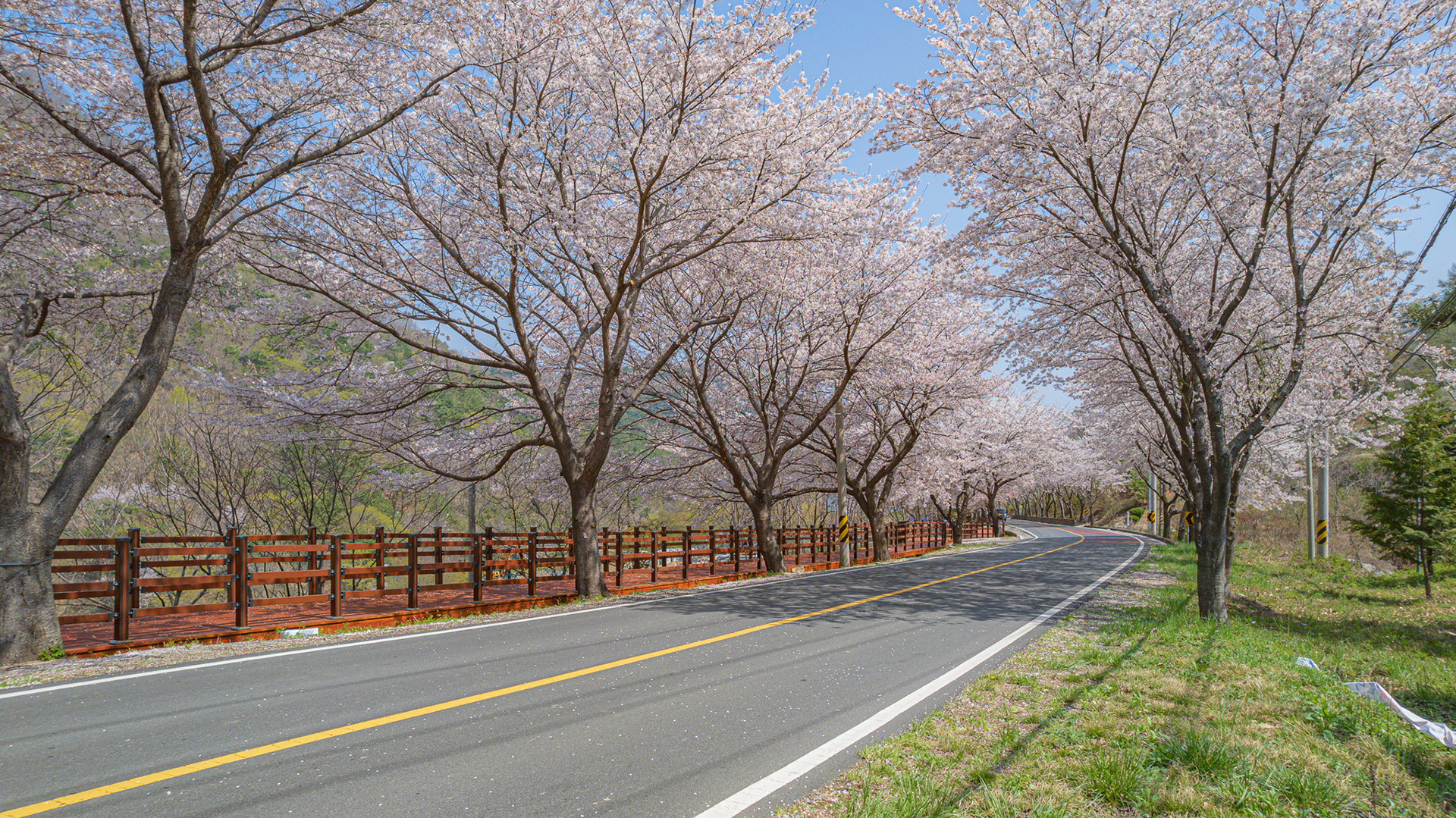 월아산 질매재 벚꽃길