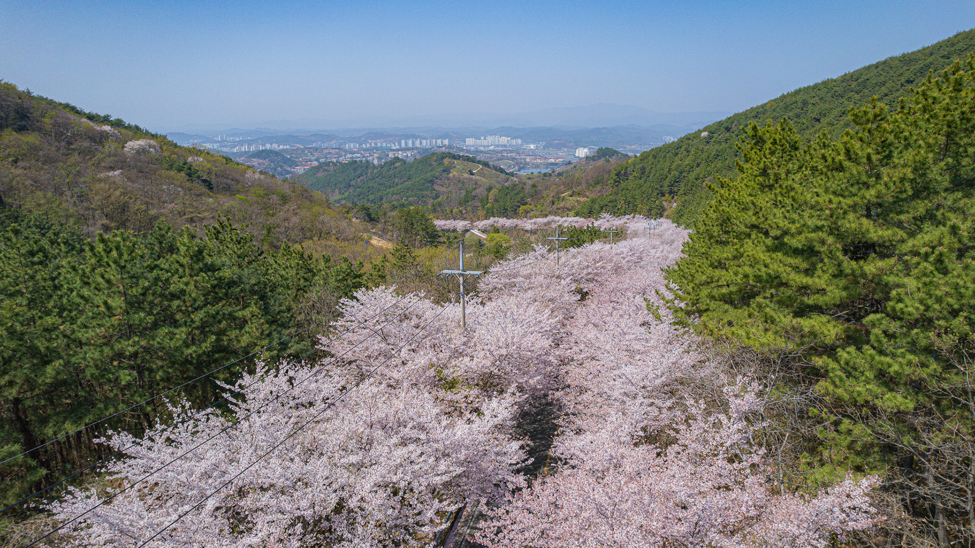 월아산 질매재 벚꽃길