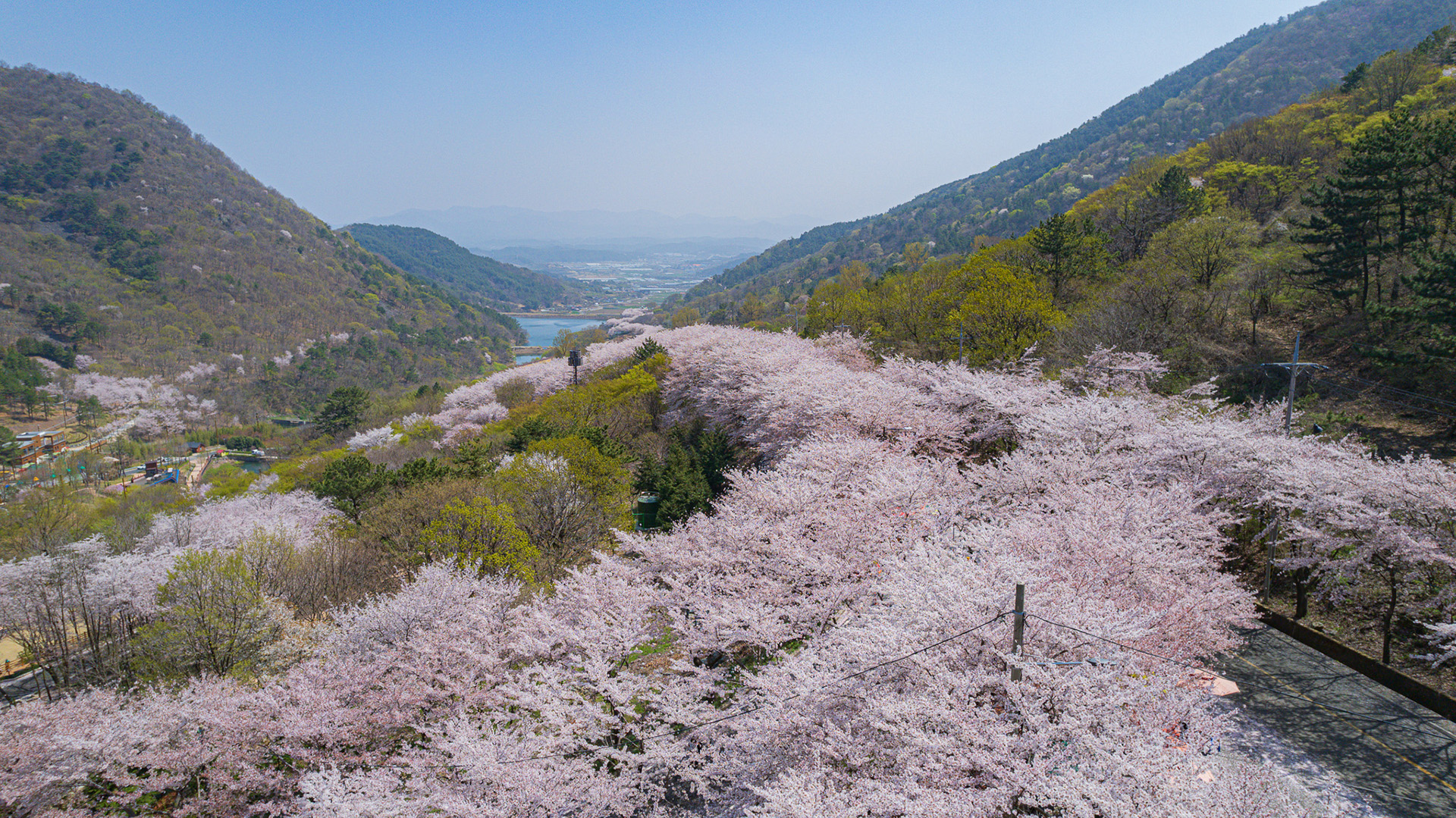 월아산 질매재 벚꽃길