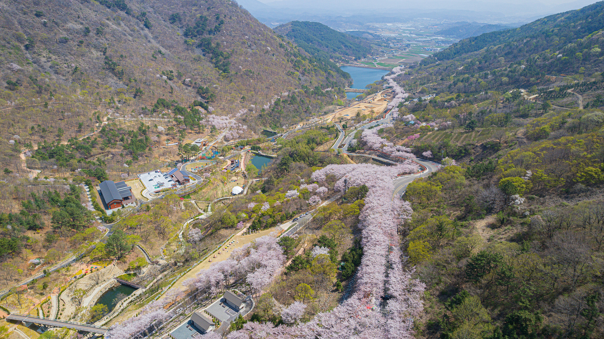 월아산 질매재 벚꽃길