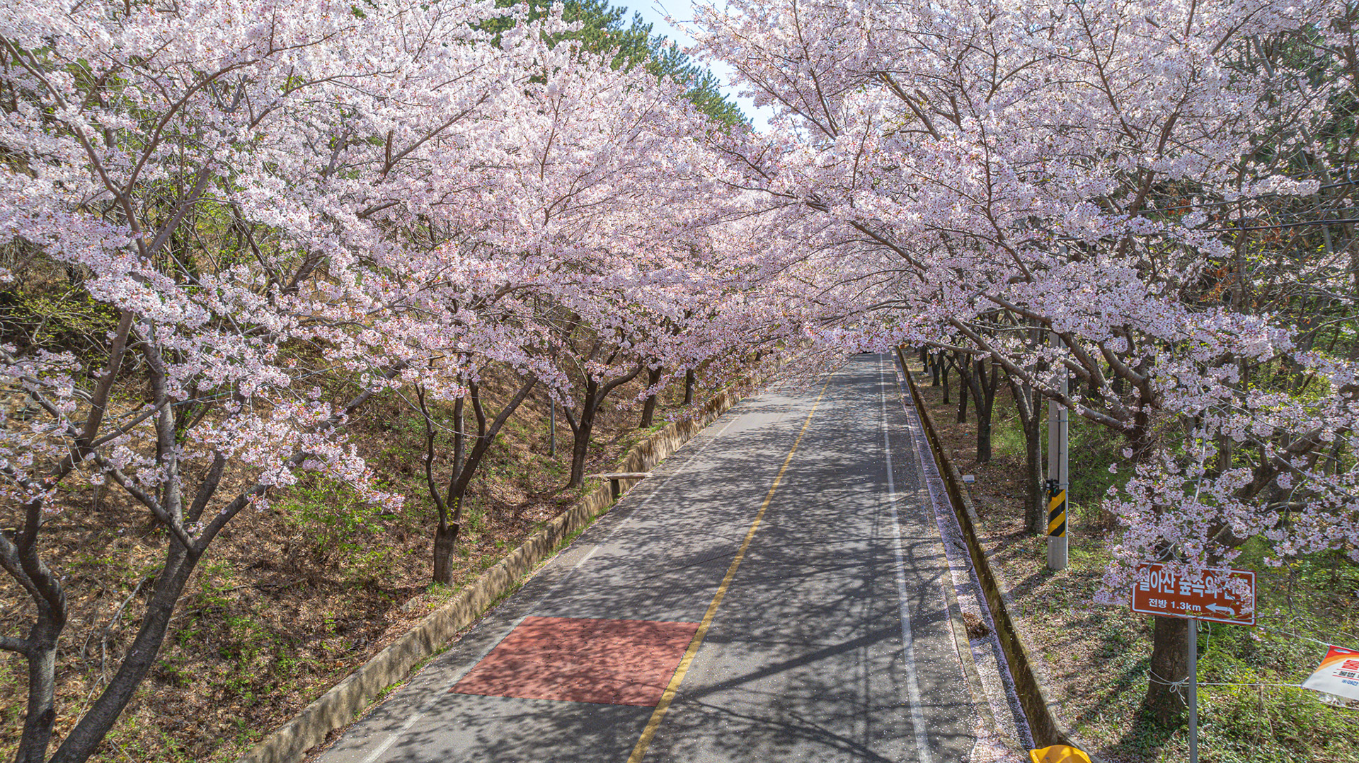 월아산 질매재 벚꽃길