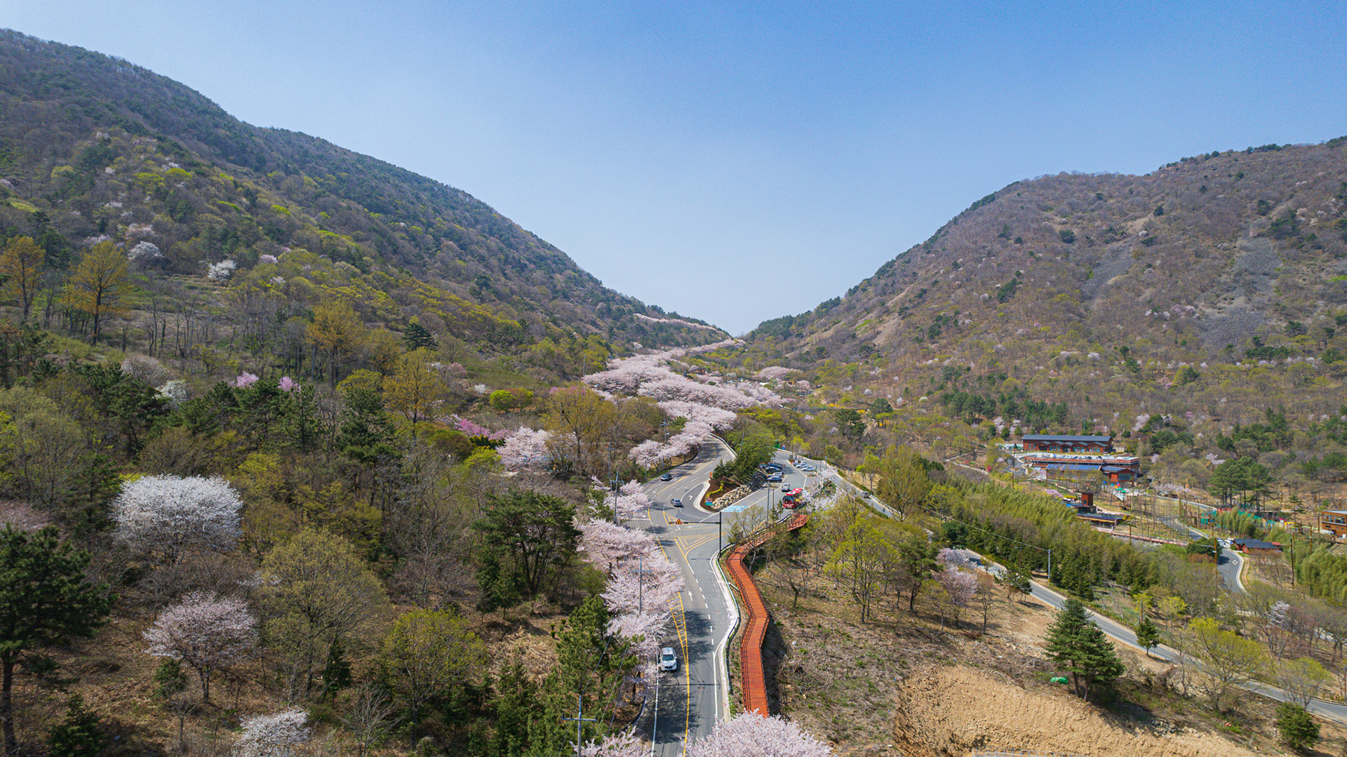 월아산 질매재 벚꽃길