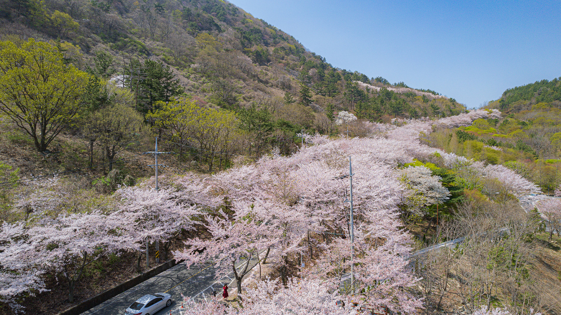 월아산 질매재 벚꽃길
