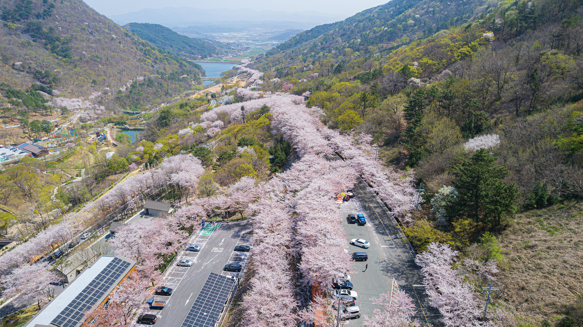 월아산 질매재 벚꽃길