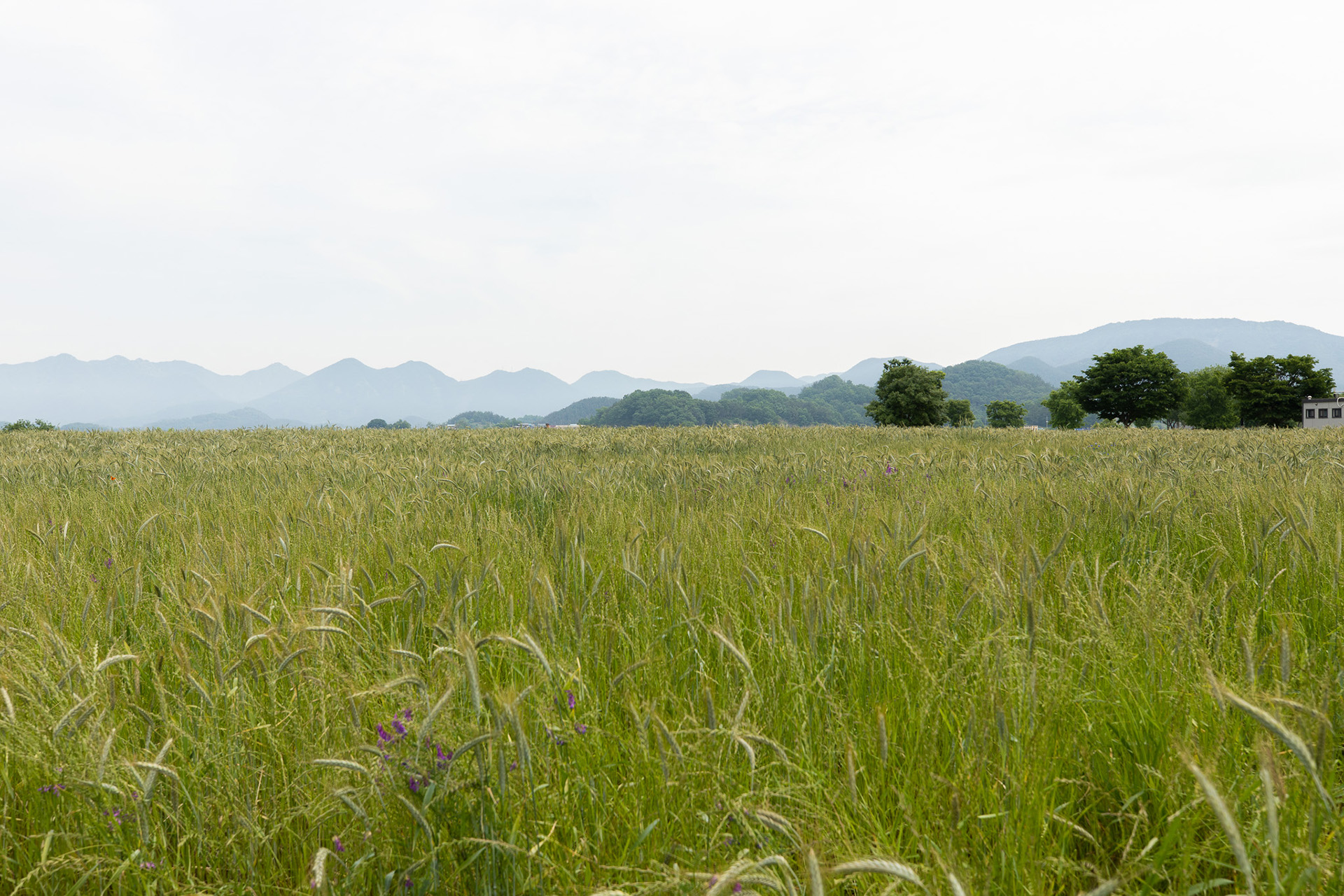 강나루 생태공원