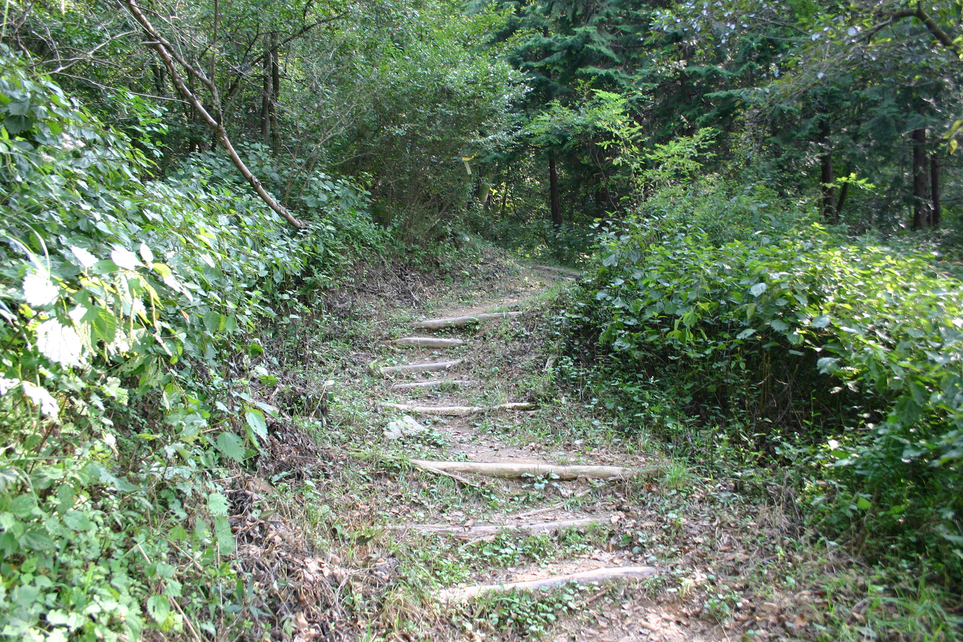 마금산 온천 구름다리