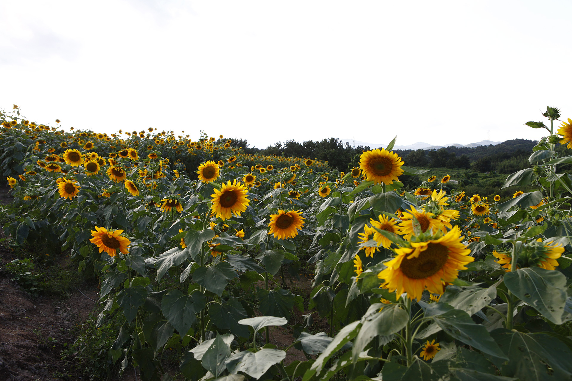 강주 해바라기마을