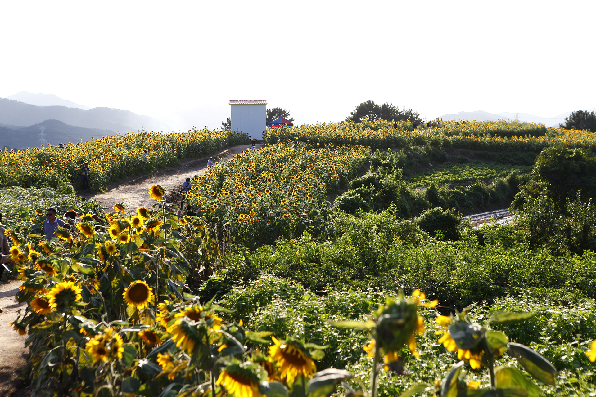 강주 해바라기마을