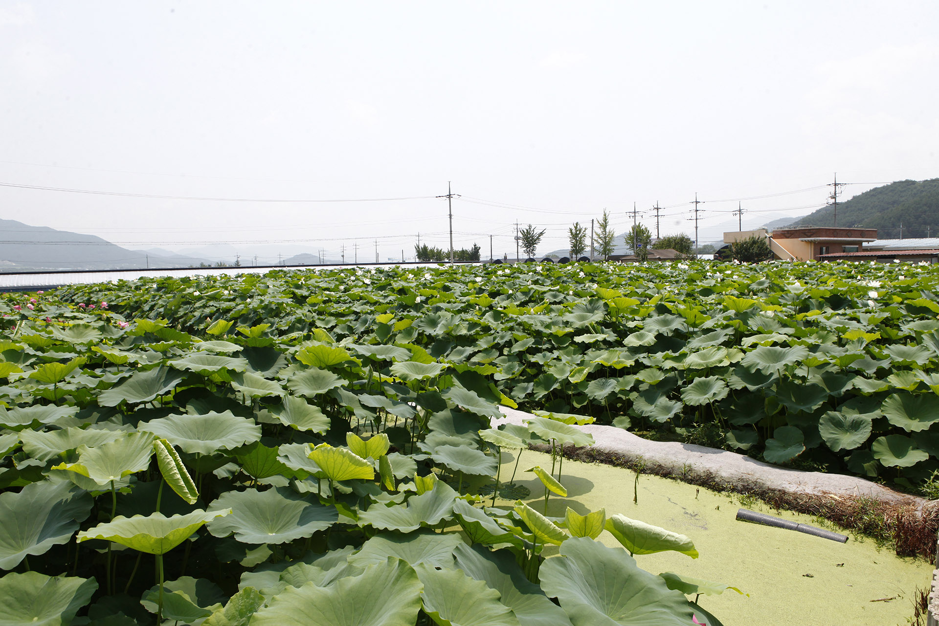 밀양 연꽃단지