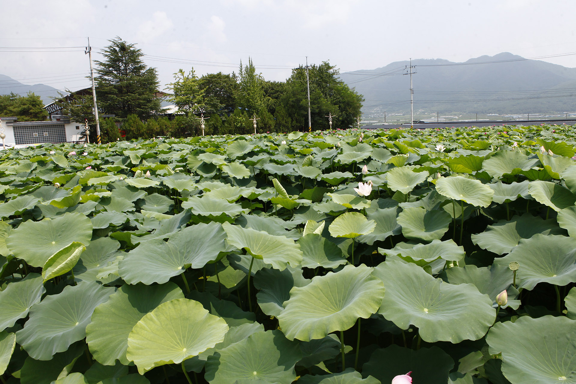 밀양 연꽃단지