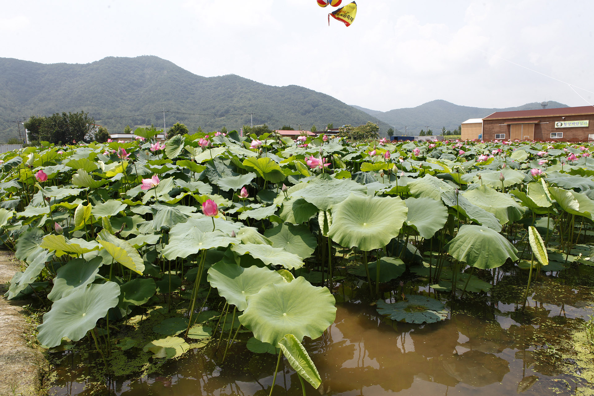 밀양 연꽃단지