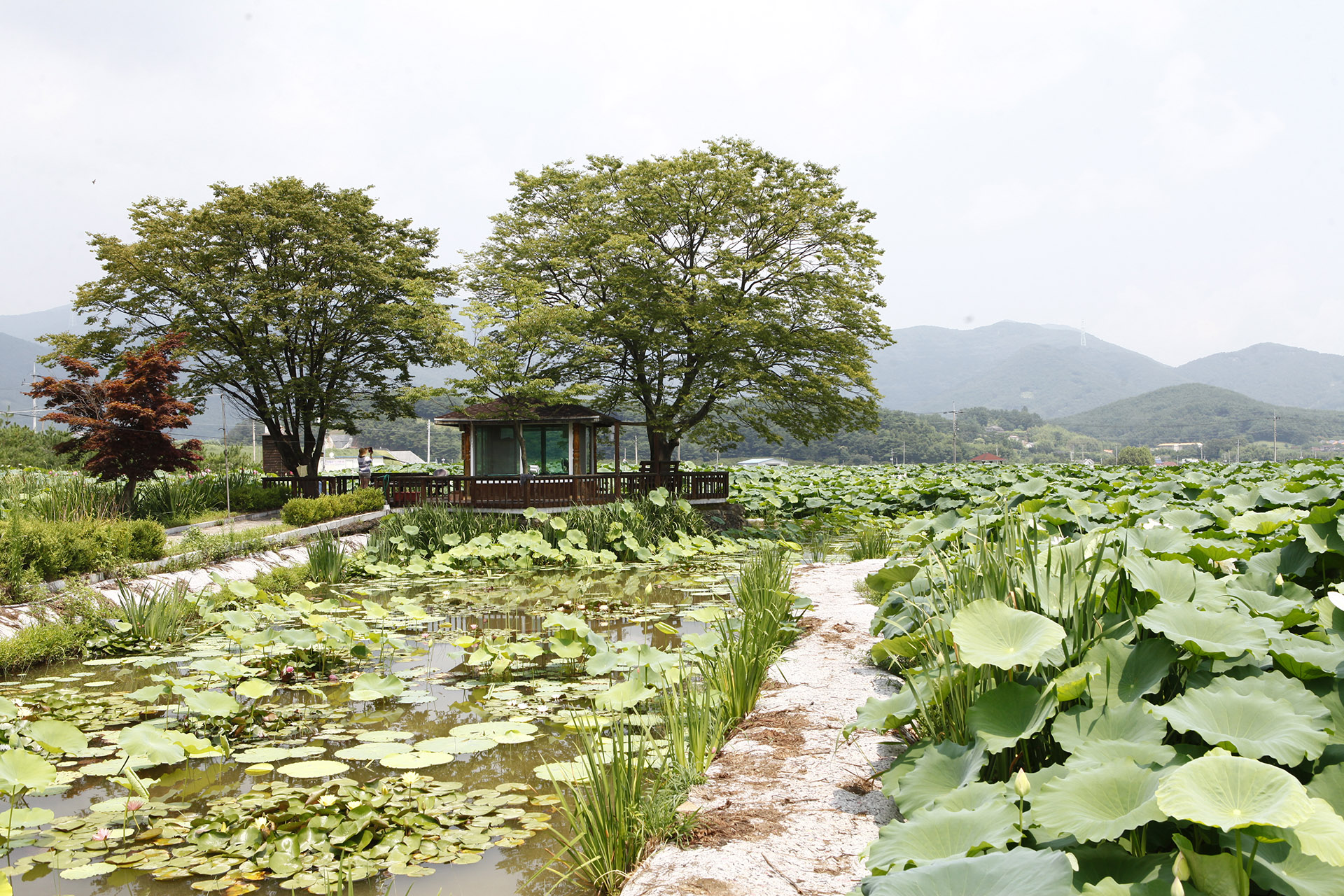 밀양 연꽃단지