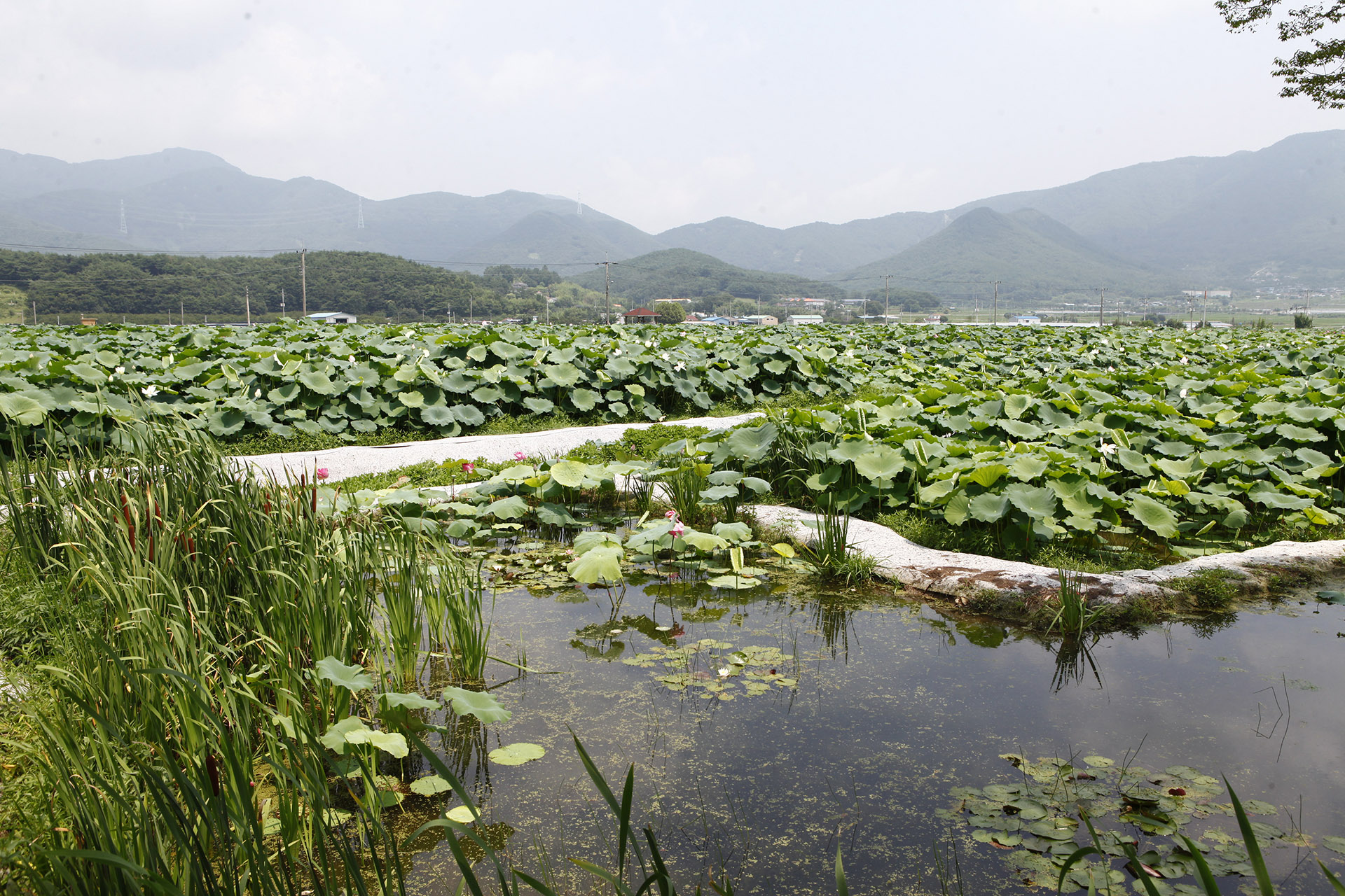 밀양 연꽃단지