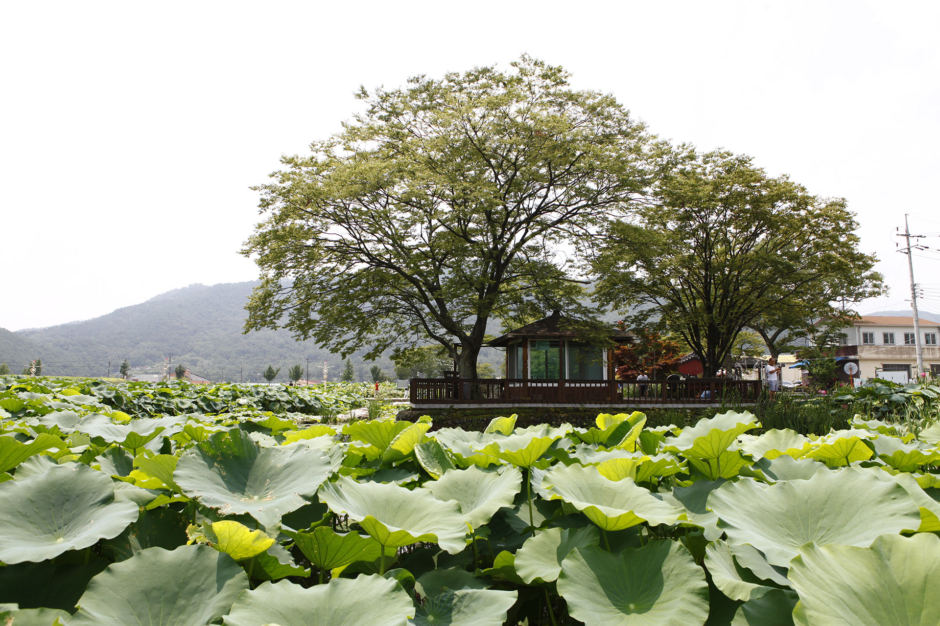 밀양 연꽃단지