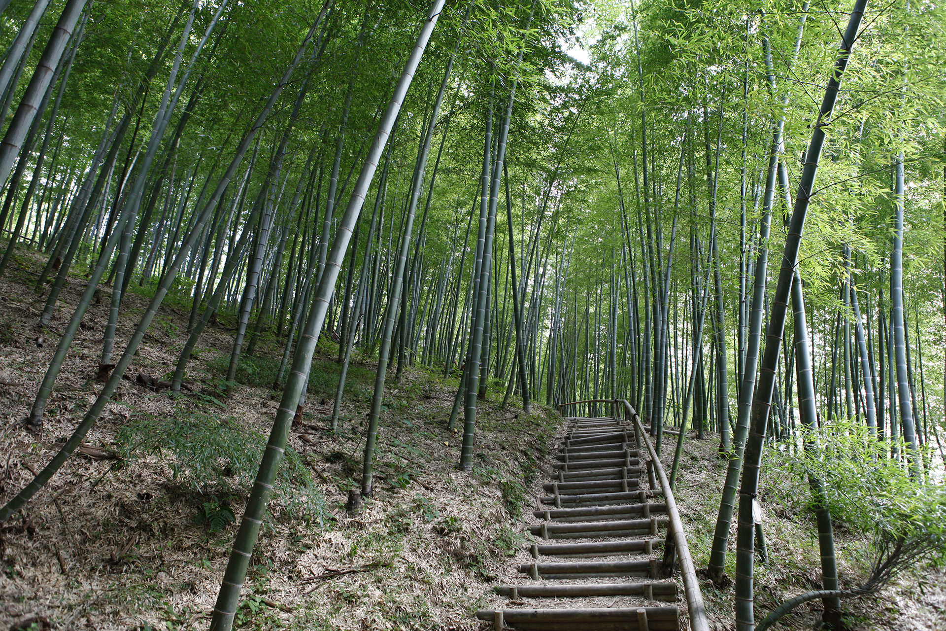 거제맹종죽테마공원