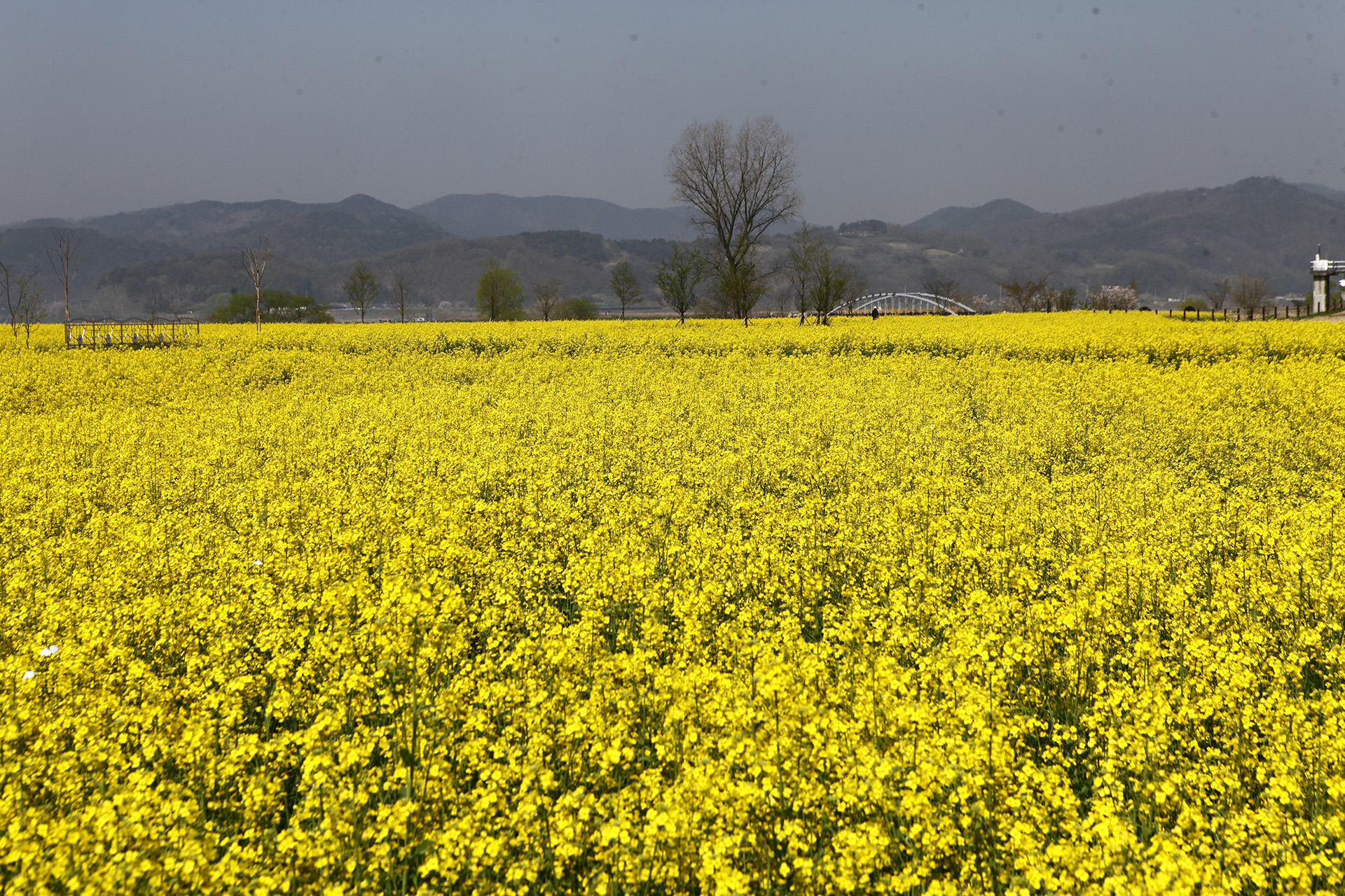 창녕 낙동강 유채단지