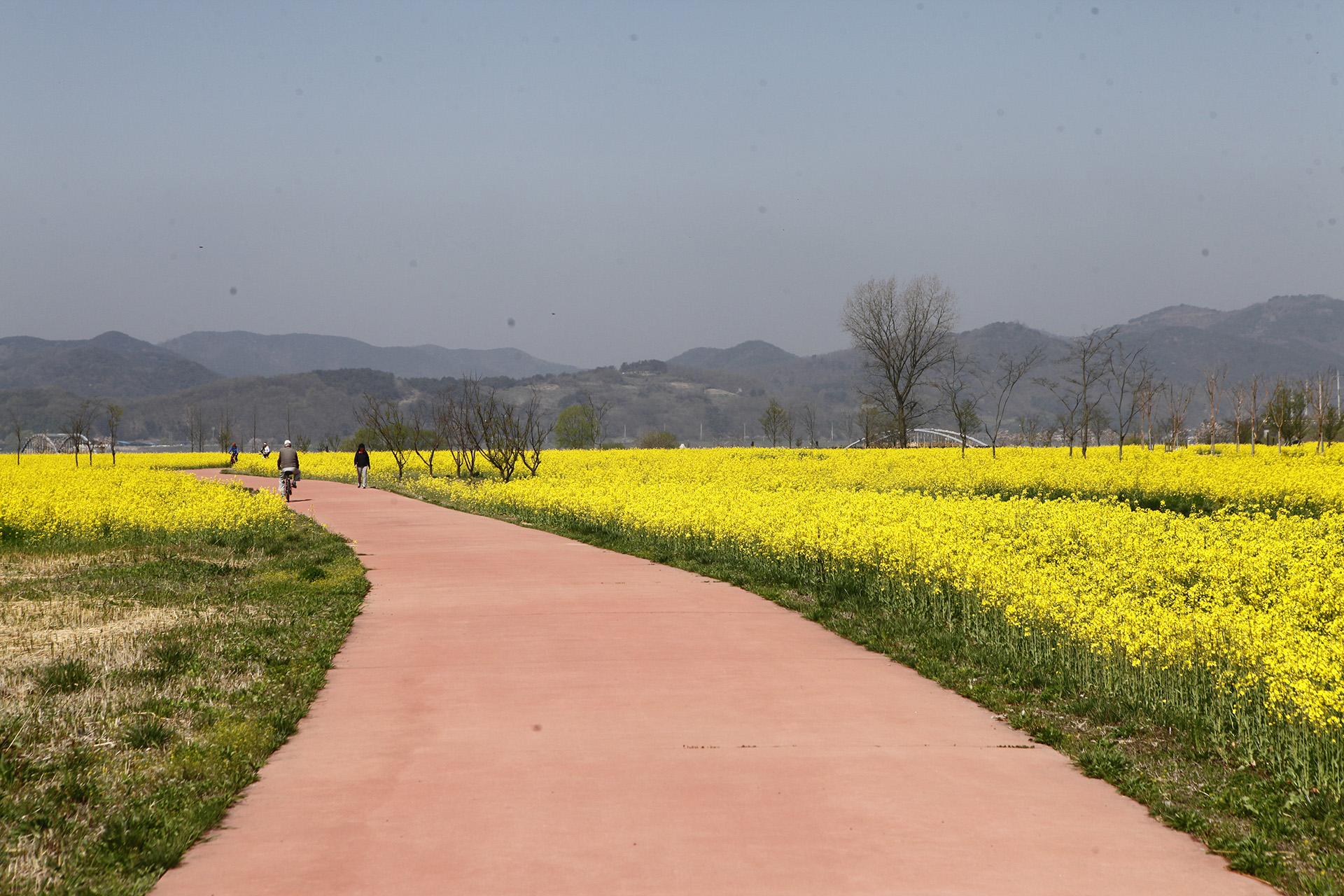 창녕 낙동강 유채단지