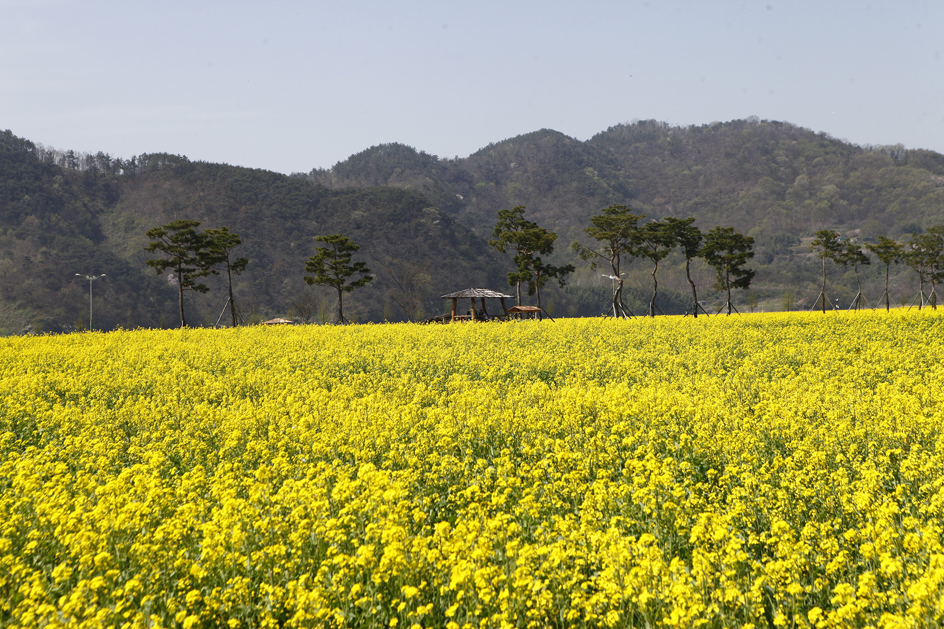 창녕 낙동강 유채단지