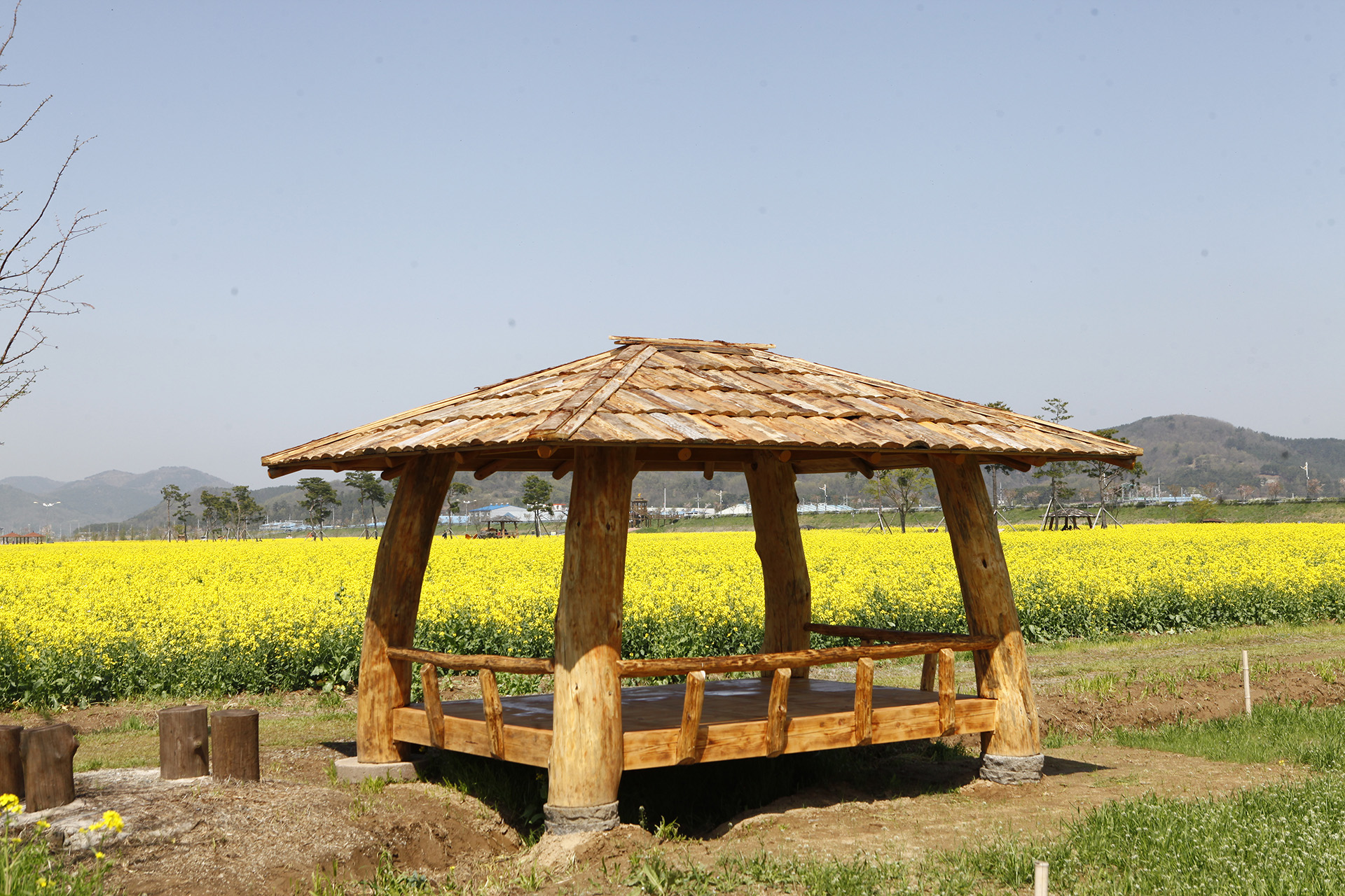 창녕 낙동강 유채단지