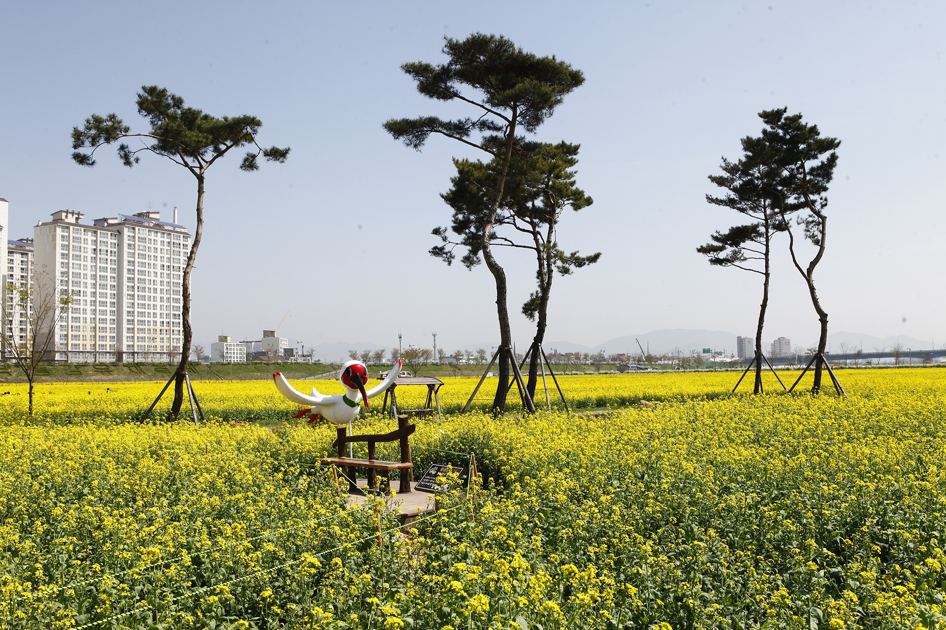 창녕 낙동강 유채단지