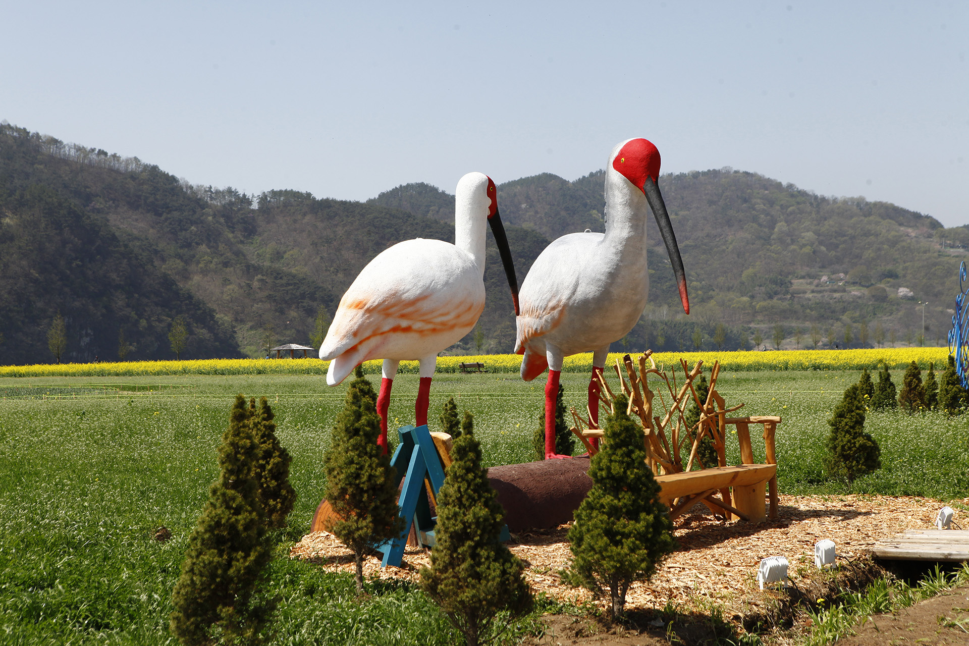 창녕 낙동강 유채단지
