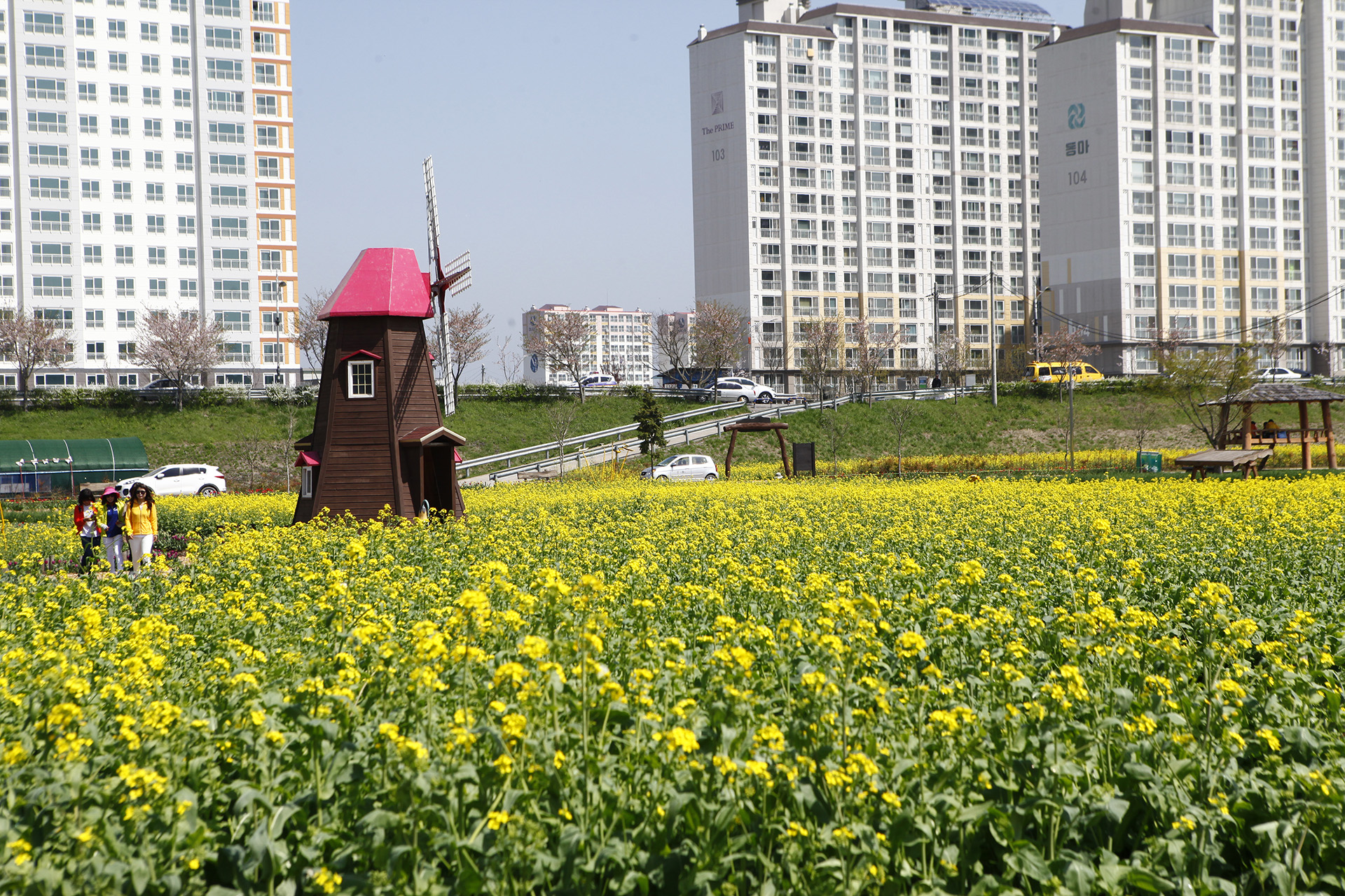 창녕 낙동강 유채단지