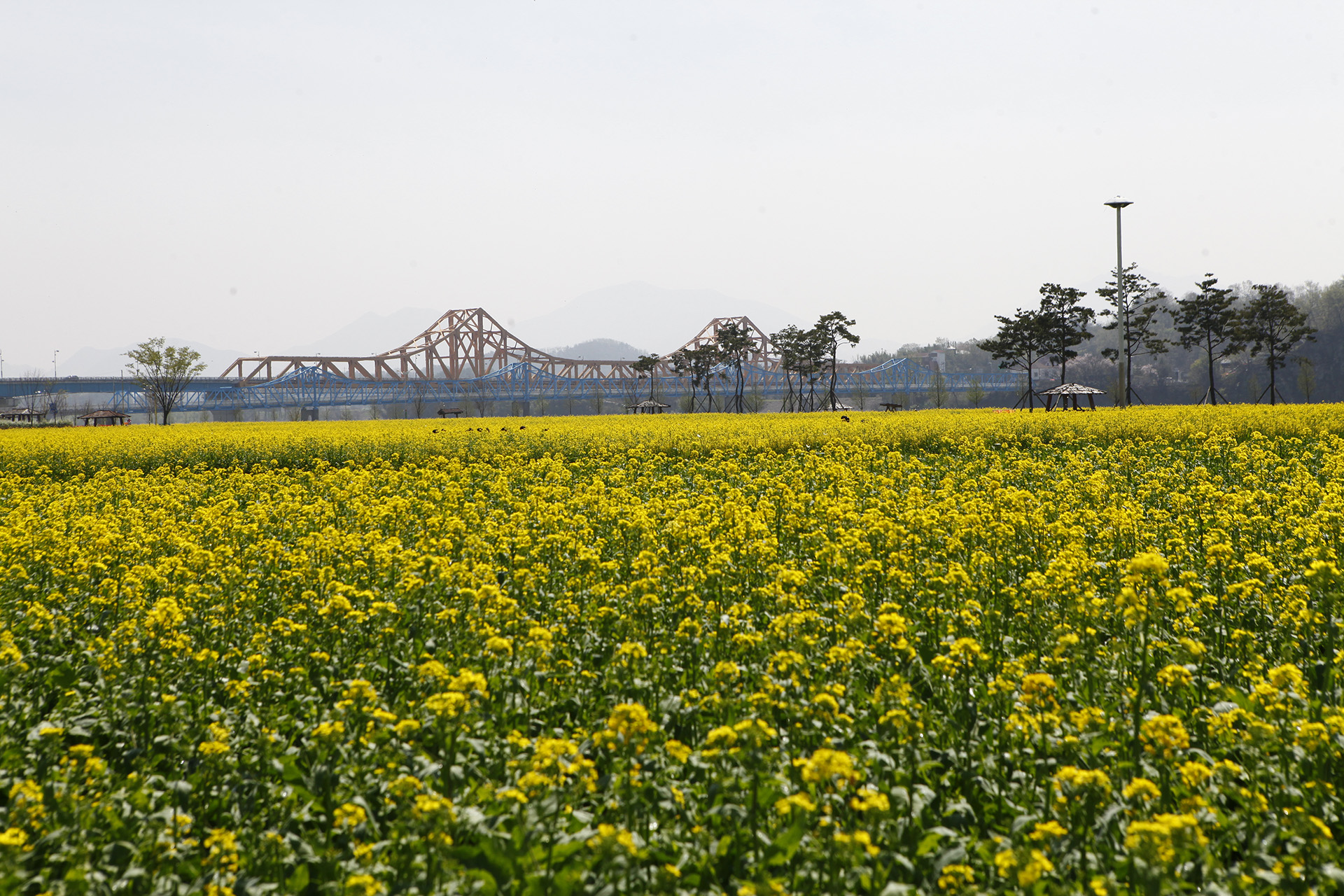 창녕 낙동강 유채단지